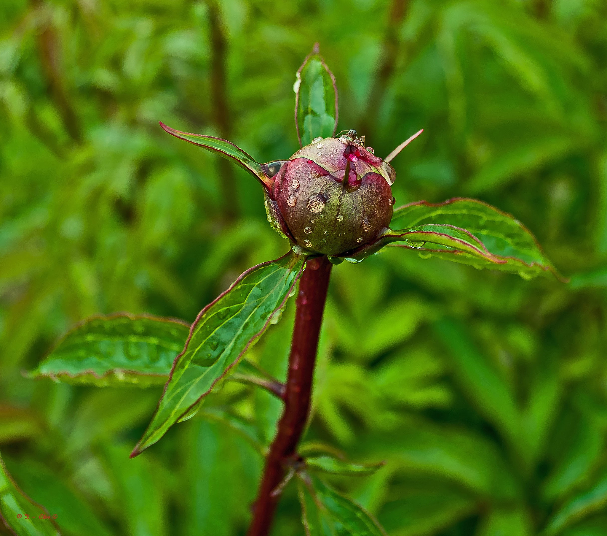 Nikon D90 sample photo. Rosa photography