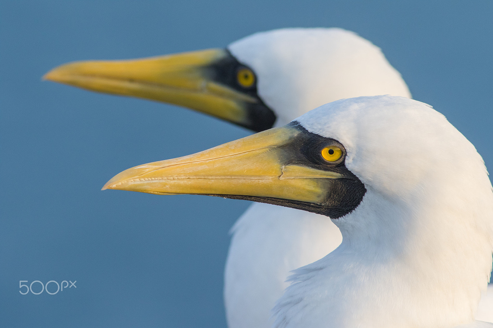 Canon EF 300mm F4L IS USM sample photo. Masked booby (sula dactylatra) photography