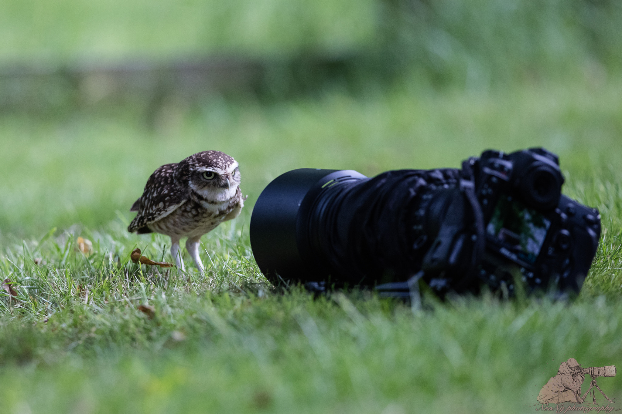 Canon EF 300mm F2.8L IS II USM sample photo. Dsl photography