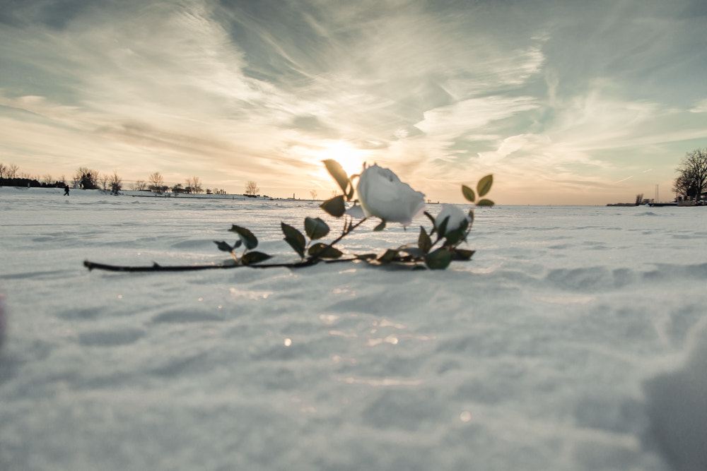 Canon EOS 70D + Canon EF-S 17-85mm F4-5.6 IS USM sample photo. Snow white photography