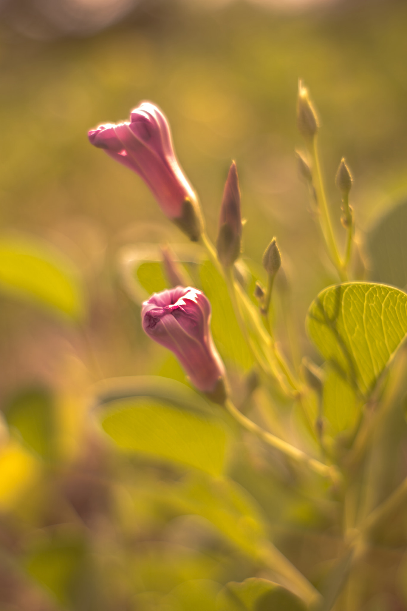 Sony a6000 + Minolta AF 50mm F1.7 sample photo. Blossoms photography