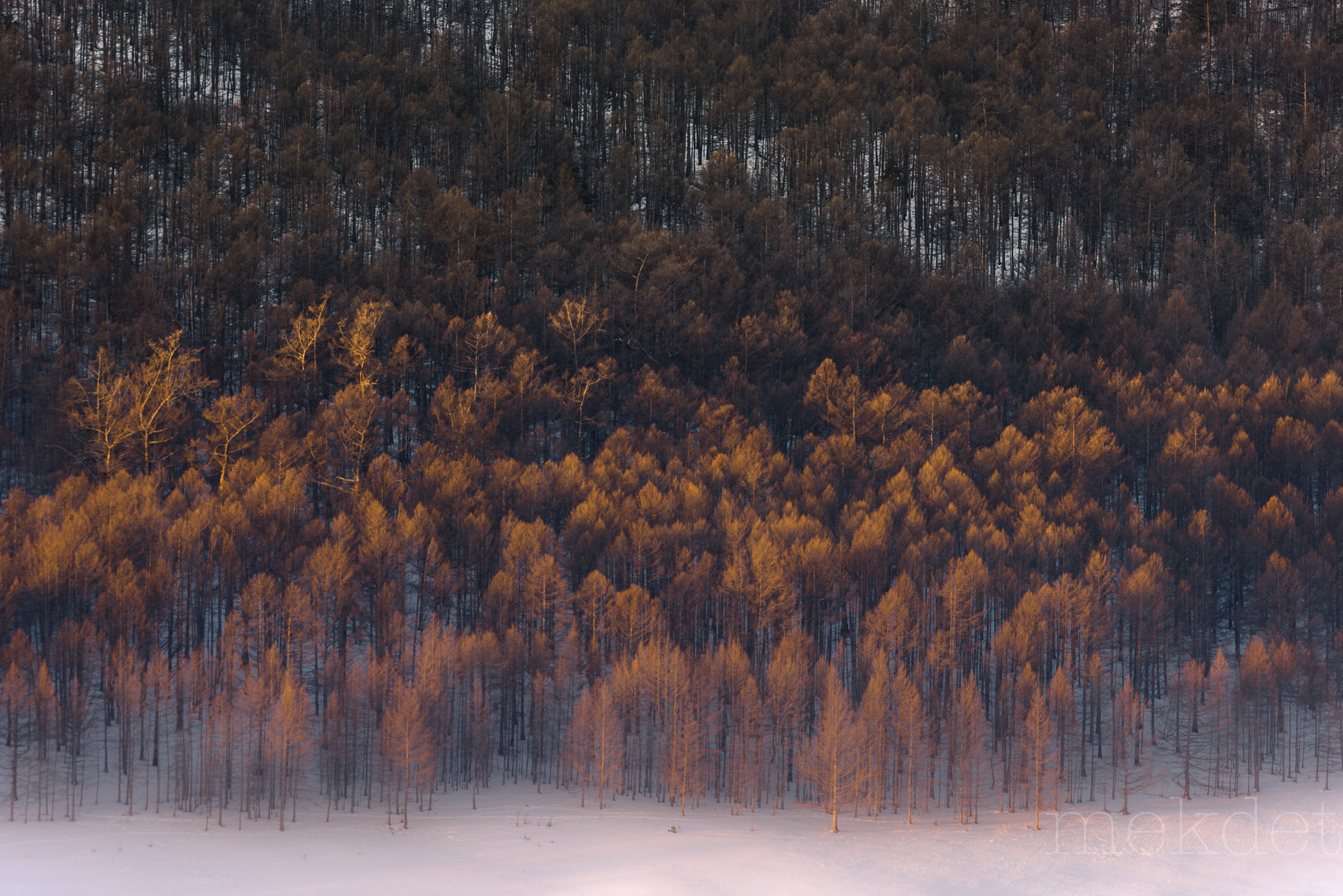 Nikon AF-S Nikkor 70-200mm F2.8G ED VR II sample photo. The pine forest of siberia photography