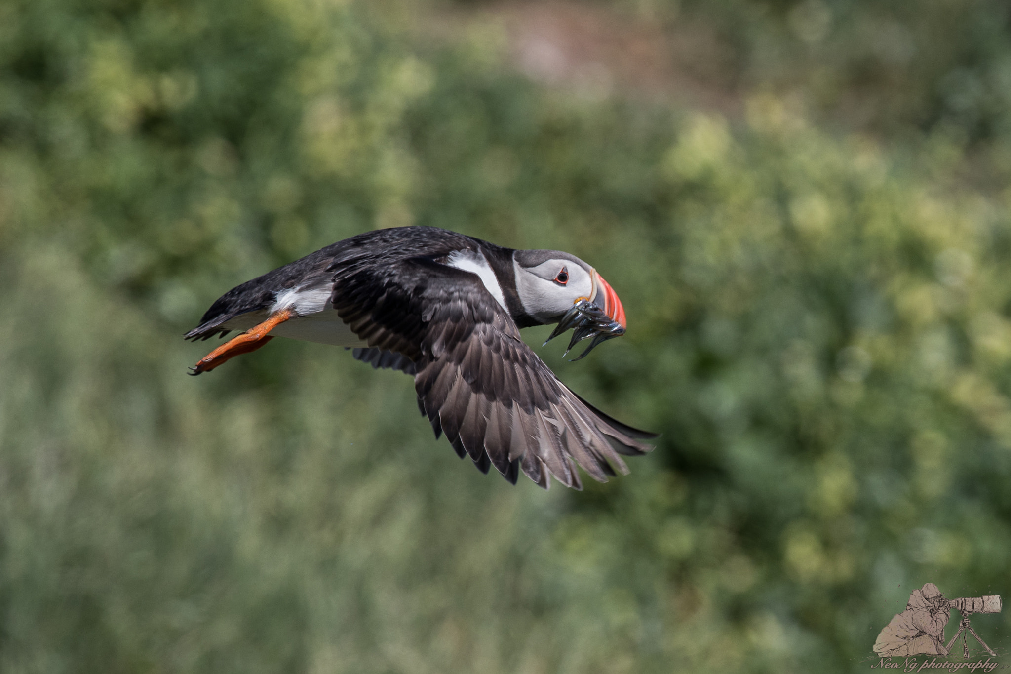 Canon EF 300mm F2.8L IS II USM sample photo. Neo_1705-2.jpg photography