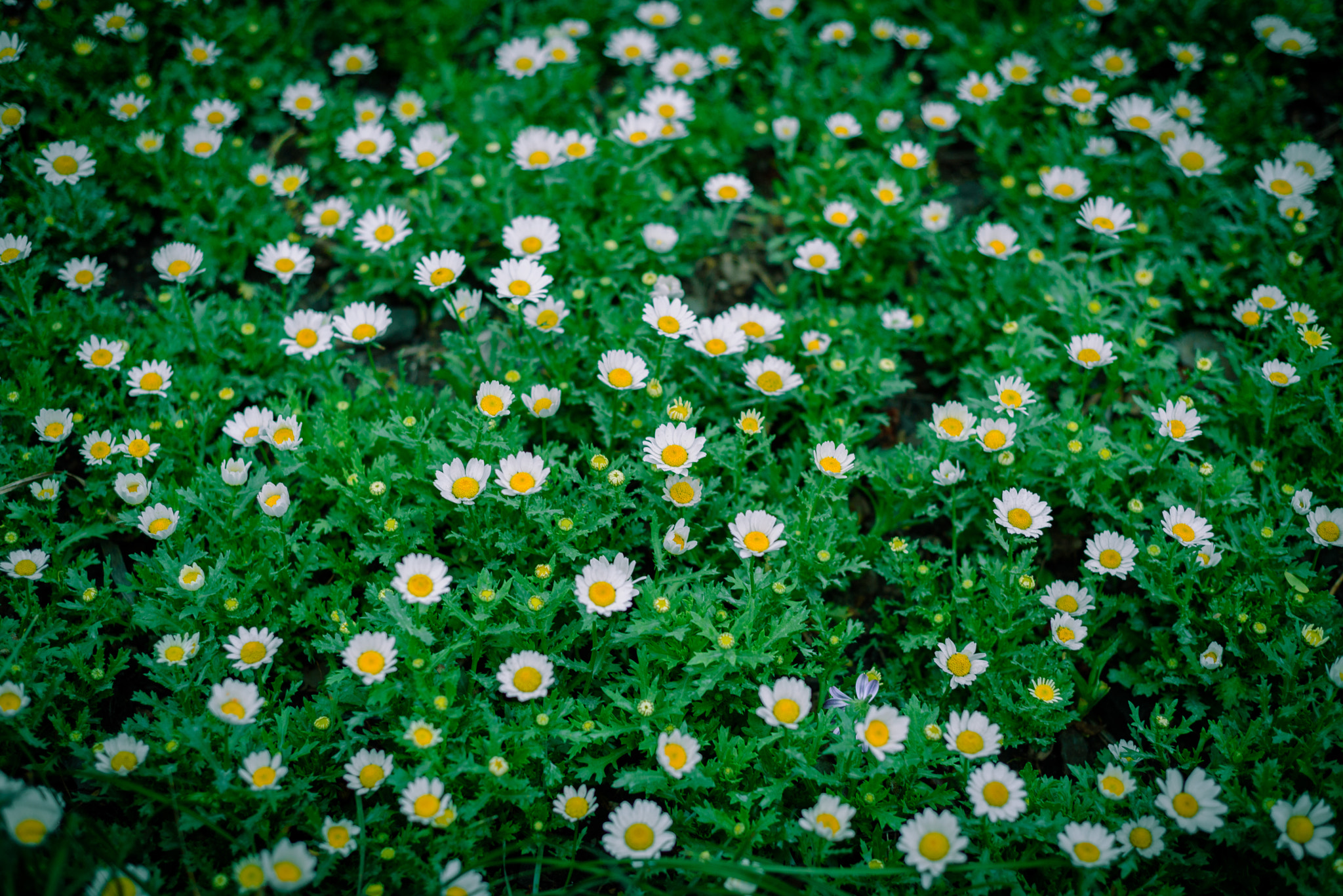 Nikon D750 + Nikon AF Nikkor 50mm F1.8D sample photo. Small flowers photography