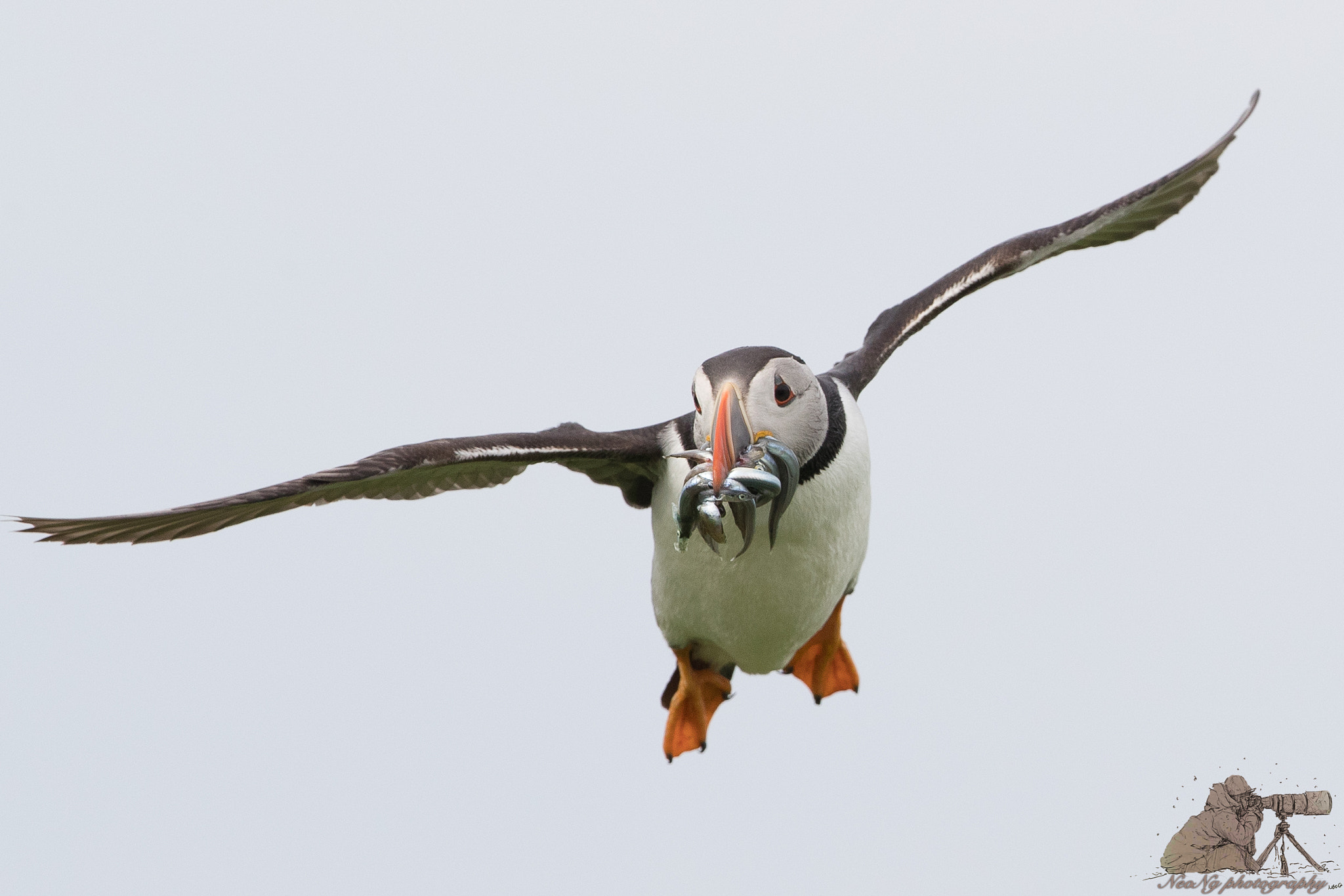 Canon EOS-1D X Mark II + Canon EF 300mm F2.8L IS II USM sample photo. Neo photography