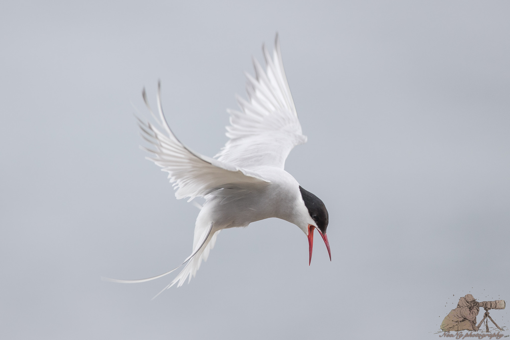 Canon EF 300mm F2.8L IS II USM sample photo. Neo photography