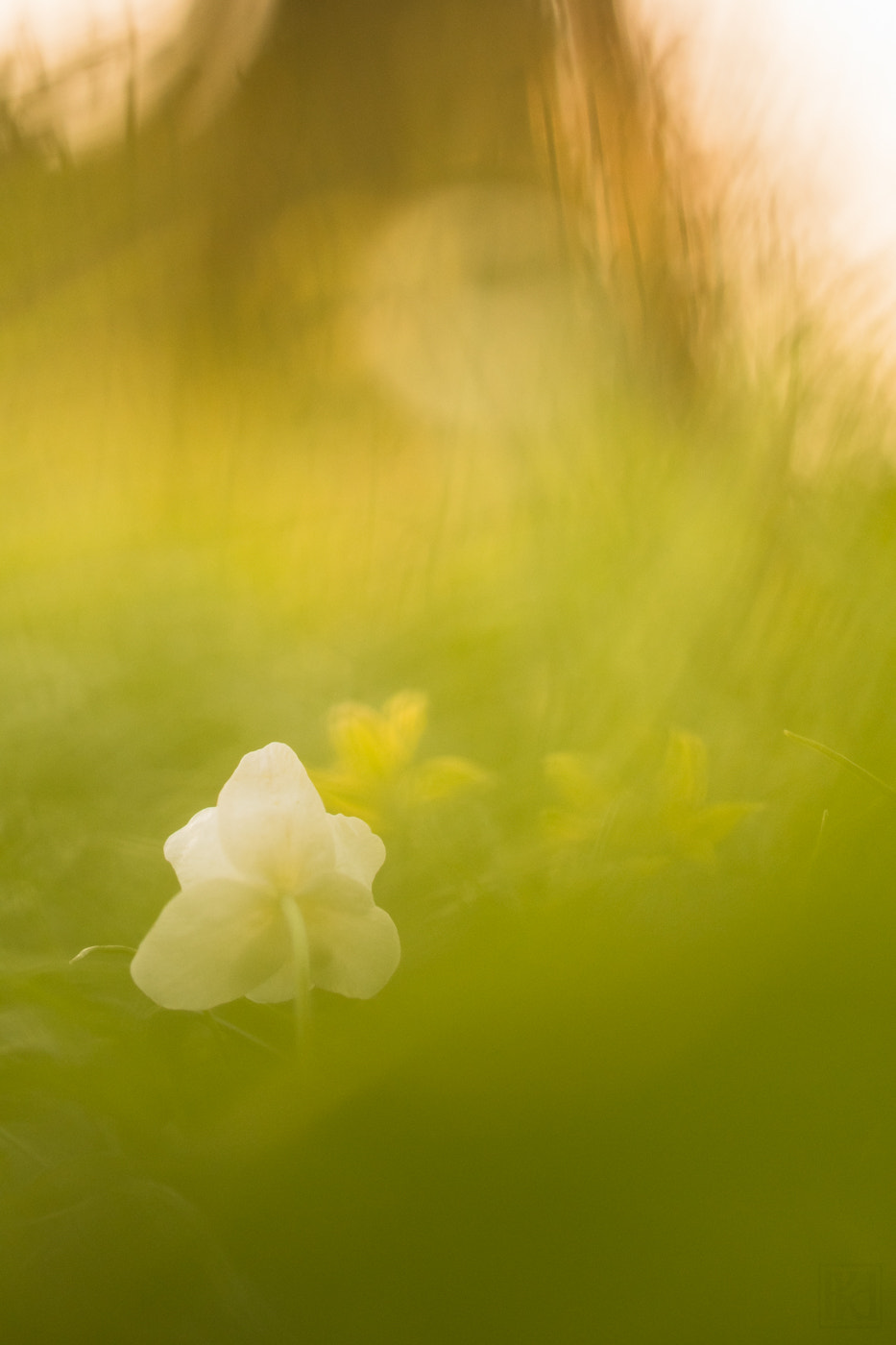 Sigma 105mm F2.8 EX DG OS HSM sample photo. The moviegoer photography