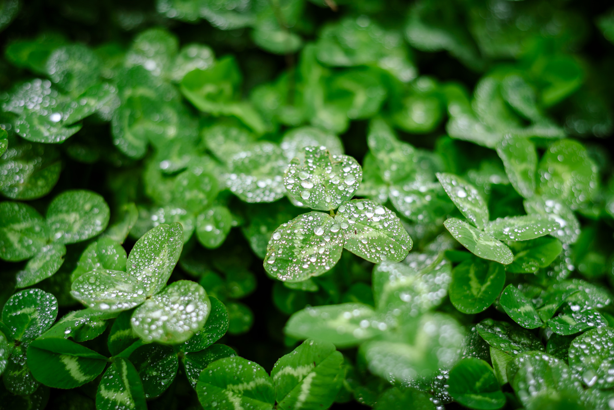 Nikon D750 + Nikon AF Nikkor 50mm F1.8D sample photo. Green photography