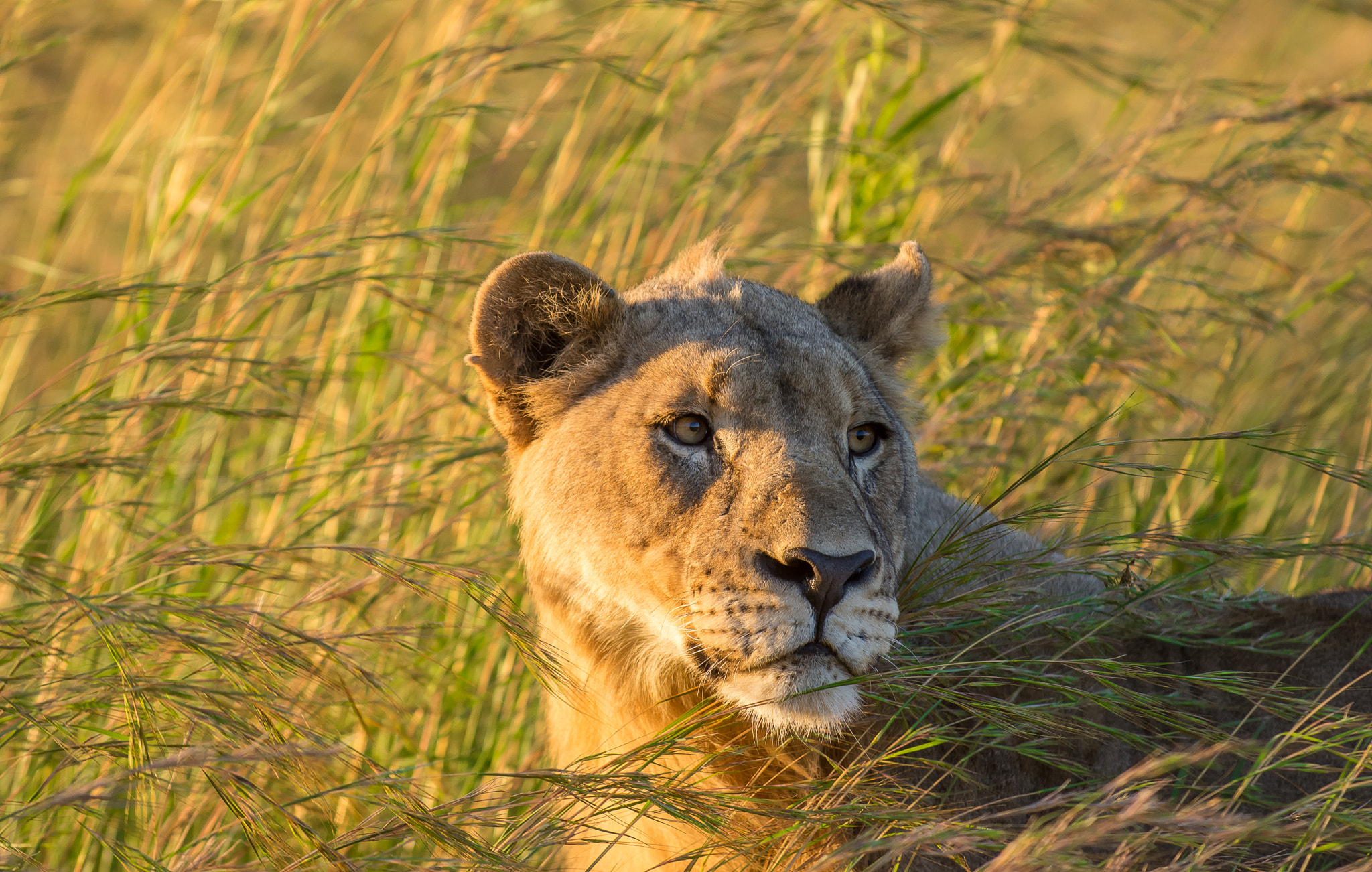 Nikon D7200 sample photo. Pilanesberg leon photography