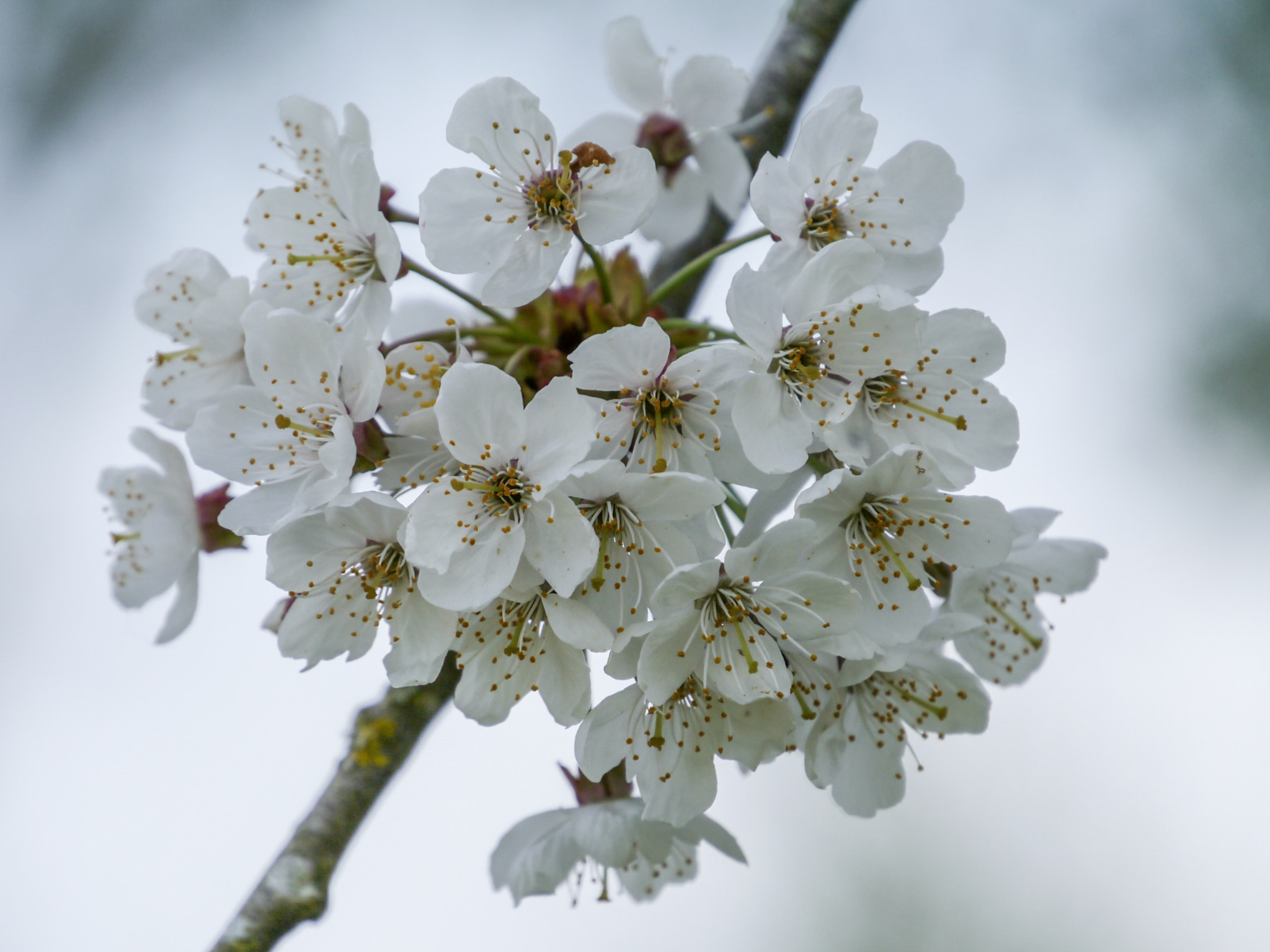 Panasonic Lumix DMC-G3 sample photo. Spring blossom photography