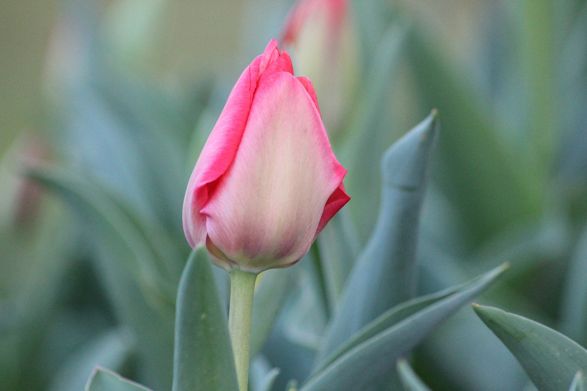 Canon EOS 100D (EOS Rebel SL1 / EOS Kiss X7) sample photo. Tulipe photography