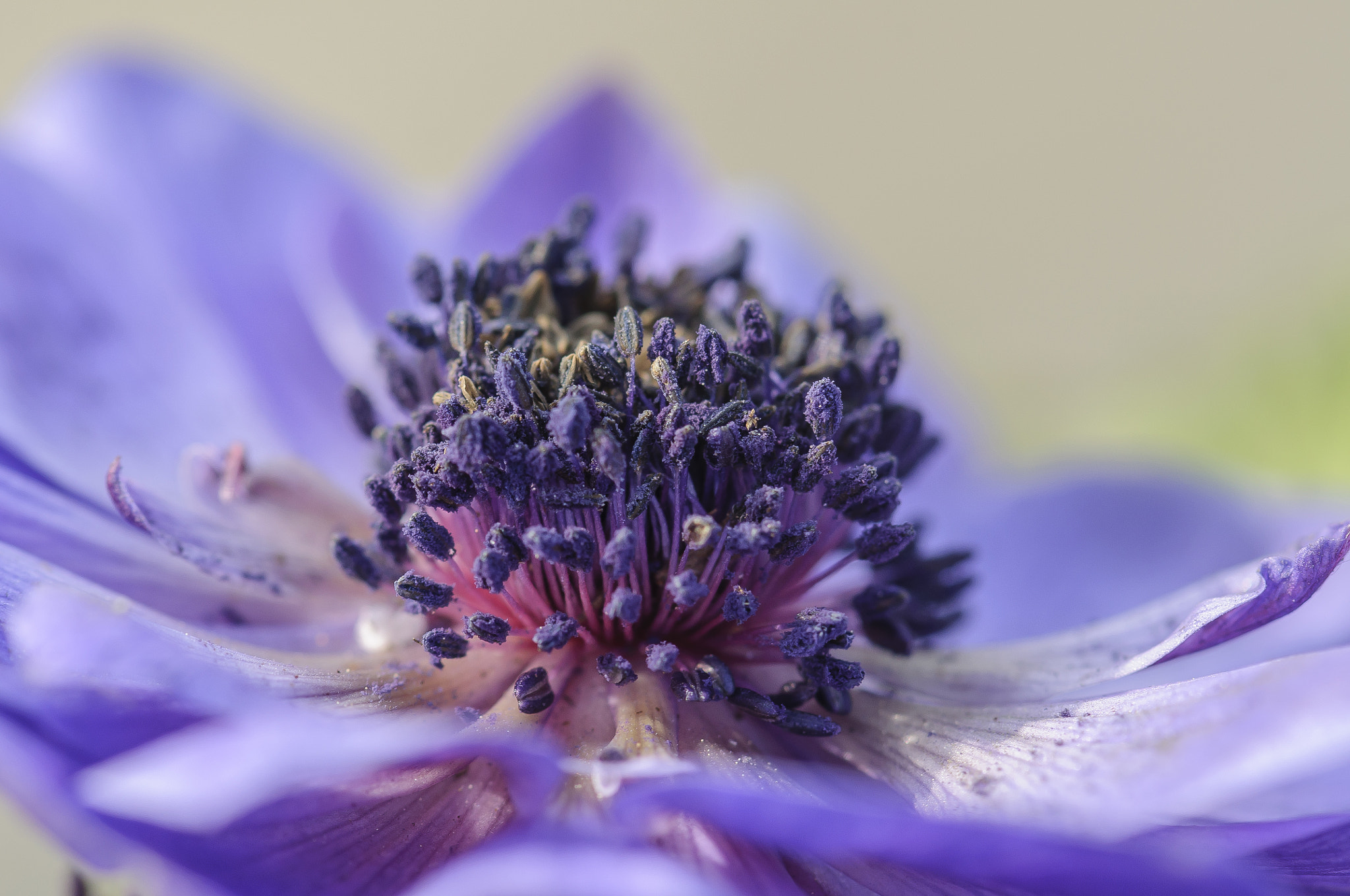Nikon AF-S Micro-Nikkor 105mm F2.8G IF-ED VR sample photo. Anemone photography