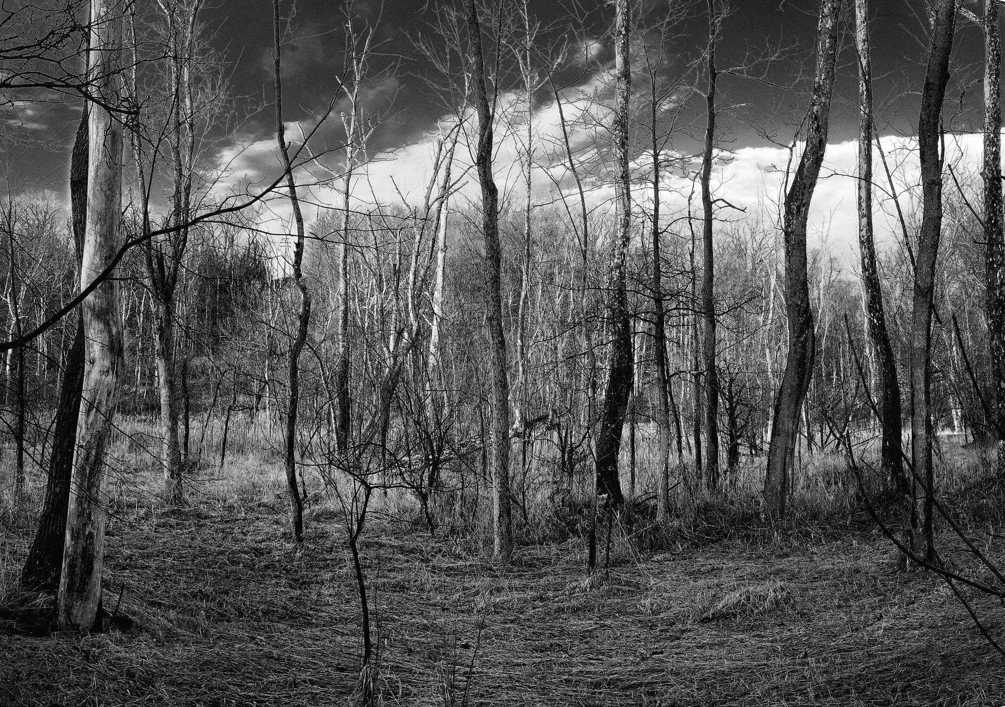 Olympus OM-D E-M5 II + Olympus M.Zuiko Digital ED 12-40mm F2.8 Pro sample photo. Cvnp towpath b&w photography