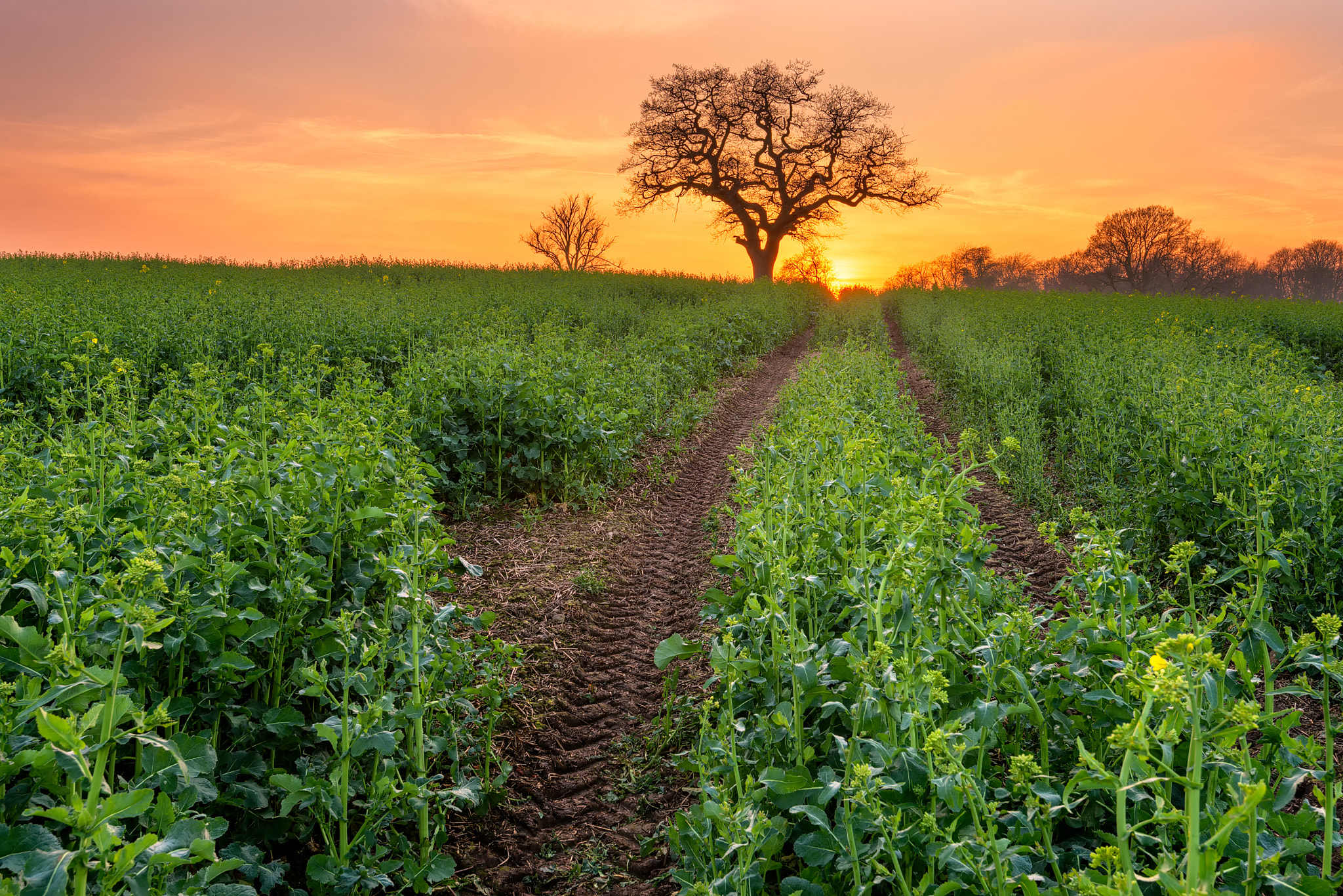 Nikon D610 + Nikon AF-S Nikkor 16-35mm F4G ED VR sample photo. Hello spring photography