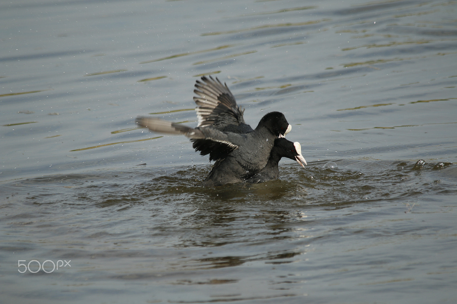 Canon EOS 70D + Sigma 150-500mm F5-6.3 DG OS HSM sample photo. Courting moorhens, spring is in the air photography