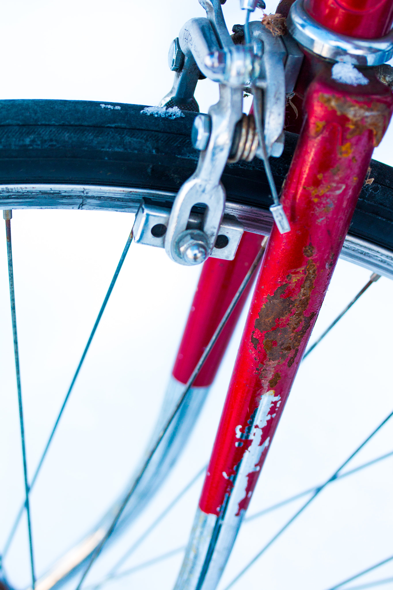 Canon EF-S 60mm F2.8 Macro USM sample photo. Red photography