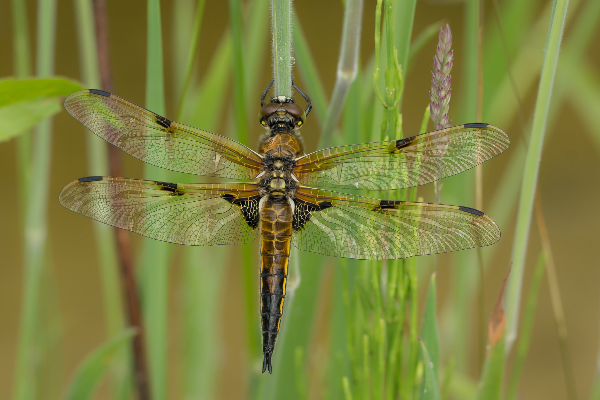 Sony SLT-A65 (SLT-A65V) + 90mm F2.8 Macro SSM sample photo. Vierfleck photography