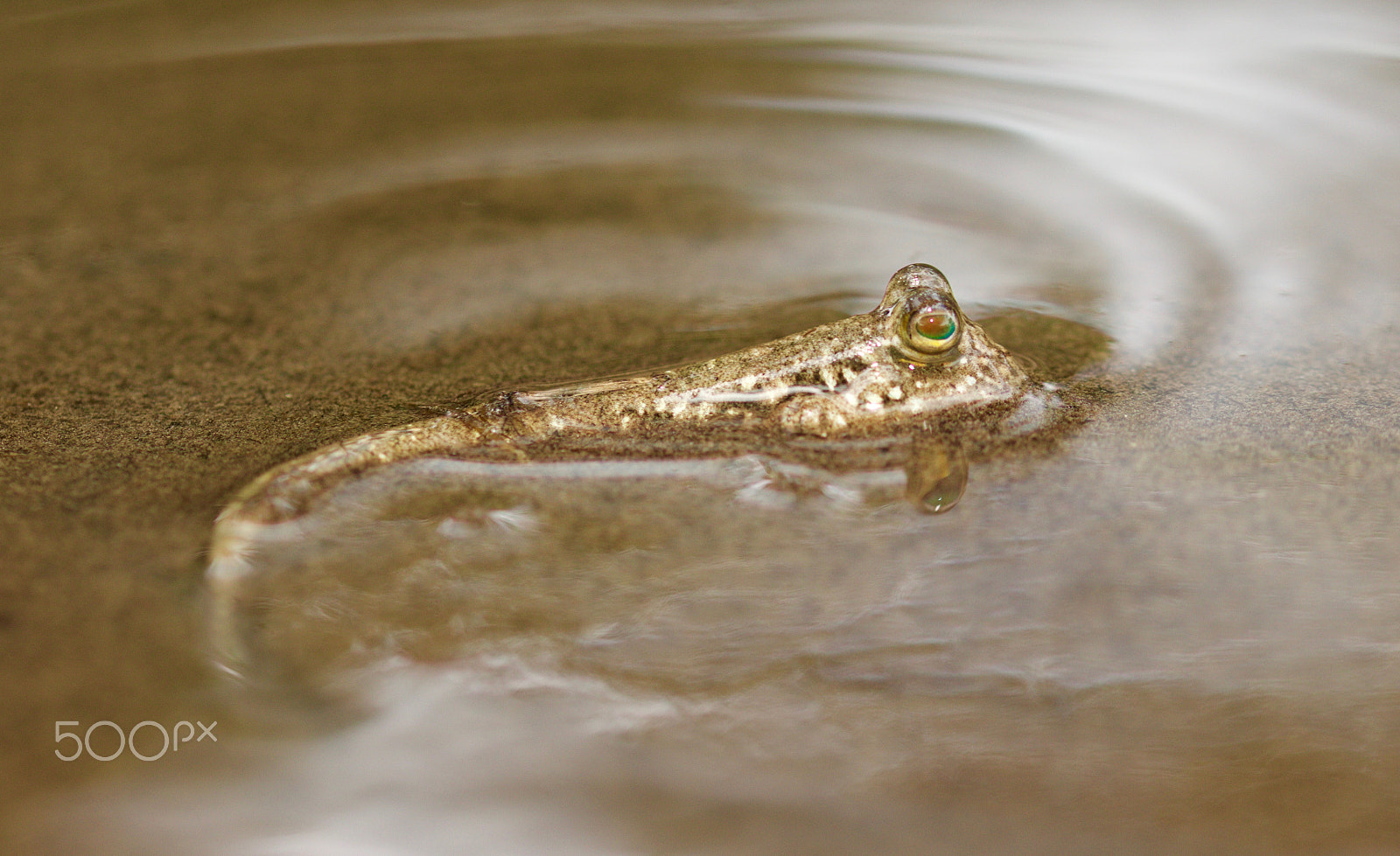 Sigma 105mm F2.8 EX DG OS HSM sample photo. Muddy surface swirl photography
