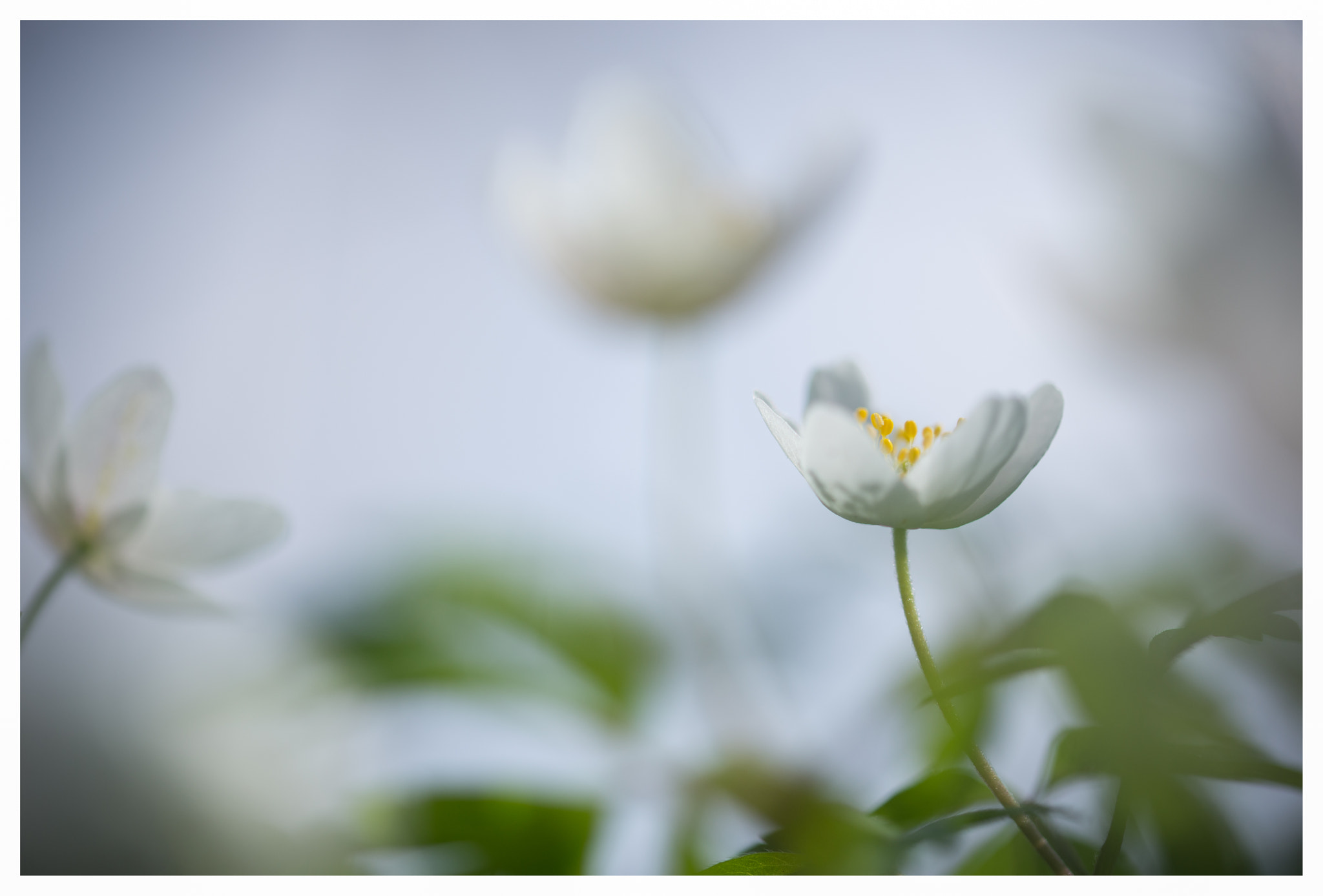 Sigma 105mm F2.8 EX DG OS HSM sample photo. Anemones photography
