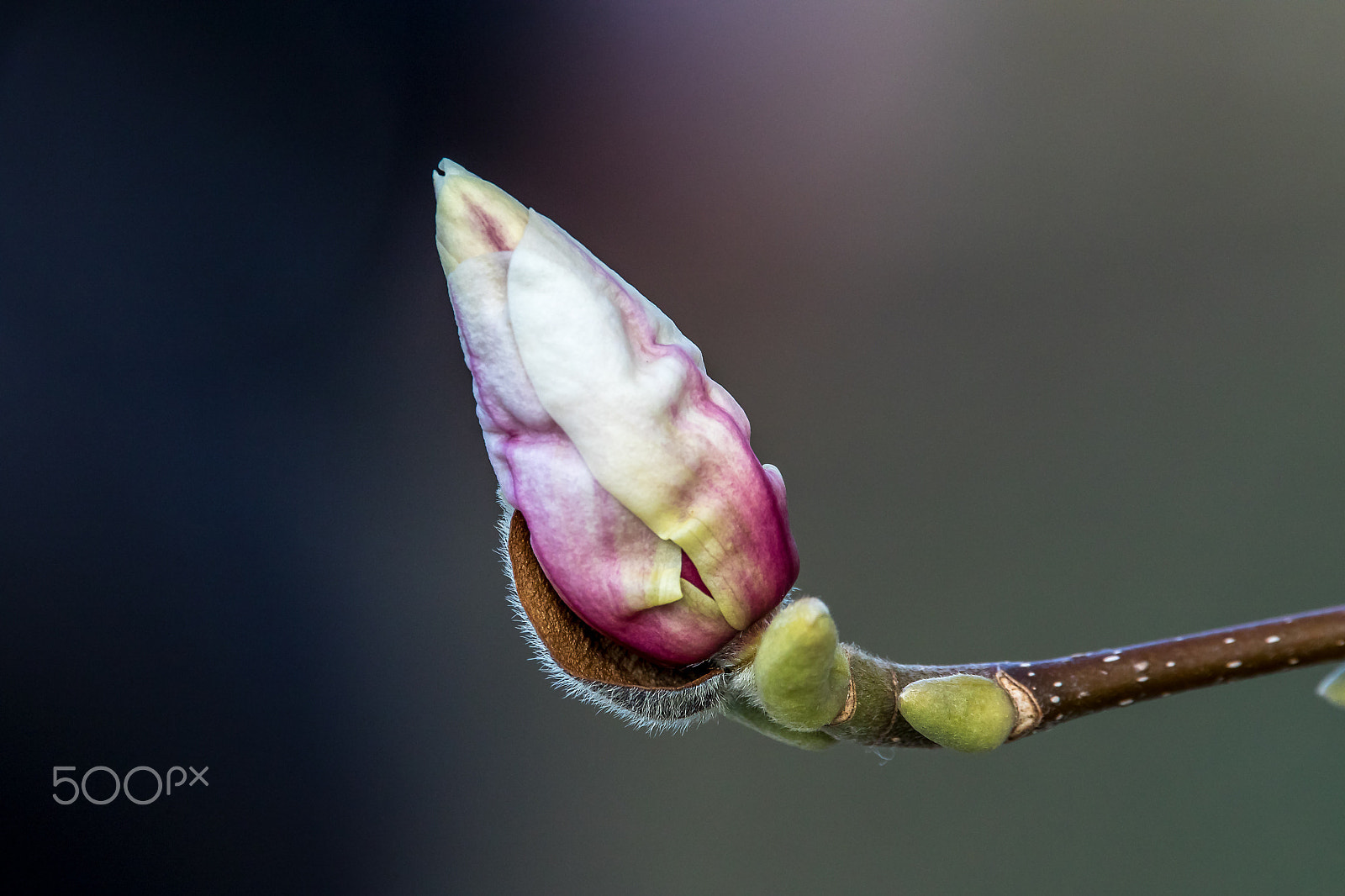 150-600mm F5-6.3 DG OS HSM | Contemporary 015 sample photo. Beautiful life photography