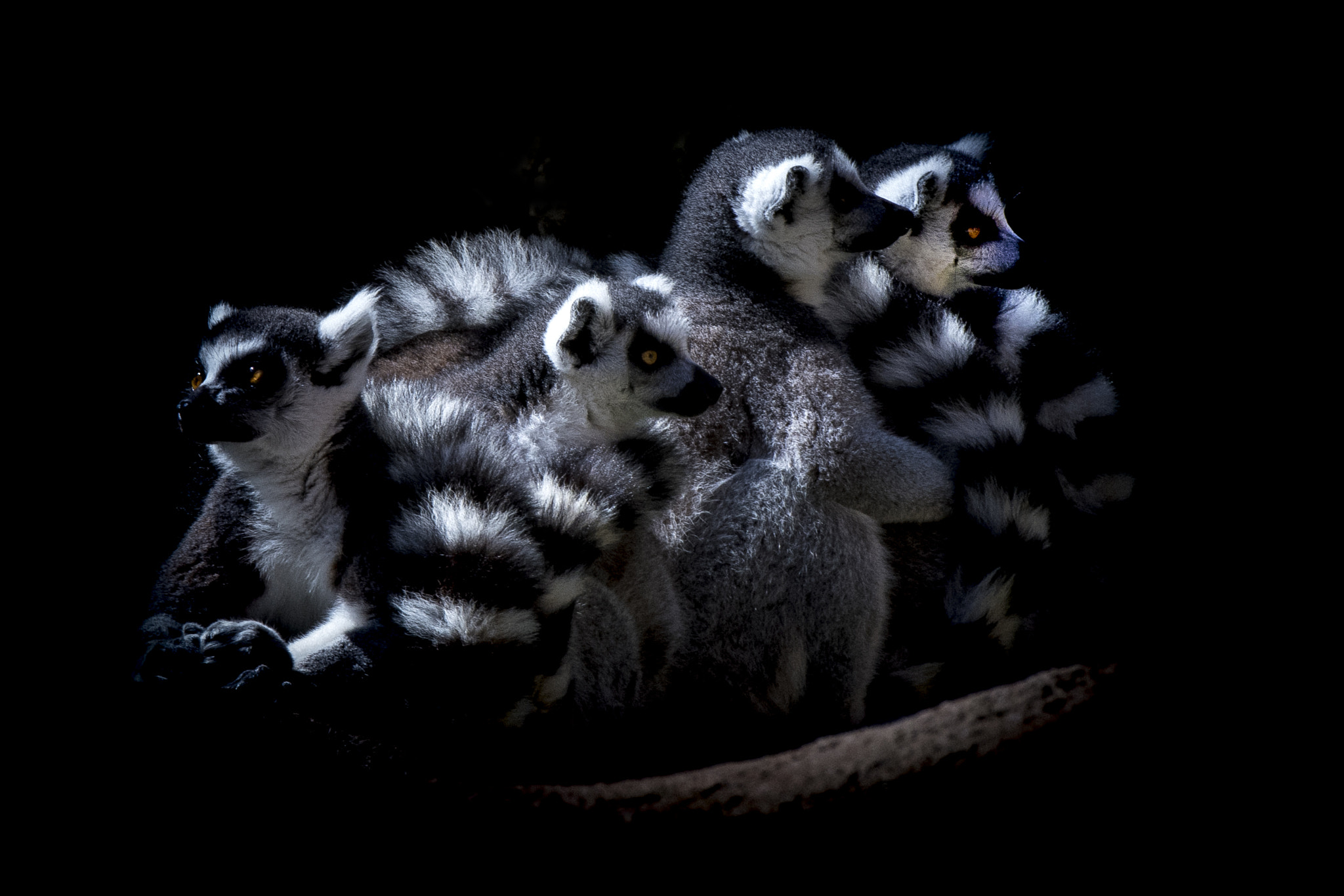 Nikon D500 sample photo. Lemures photography