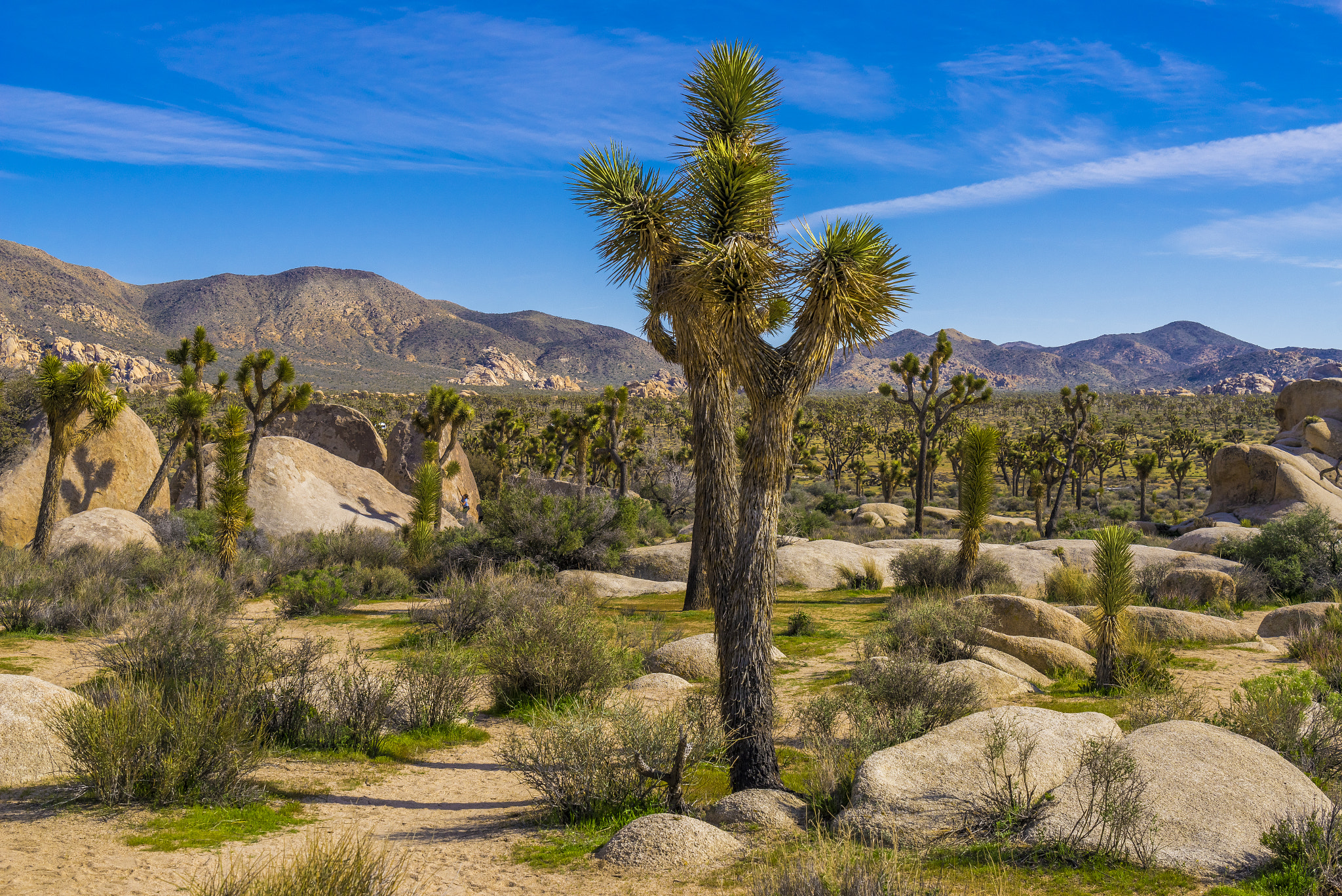 Sony a7R sample photo. "joshuas tree" photography