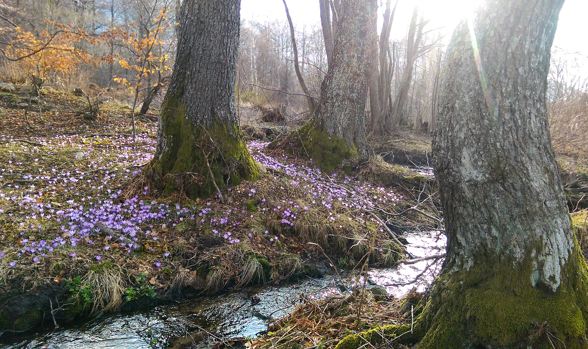 HTC ONE (M8) sample photo. Awakening photography