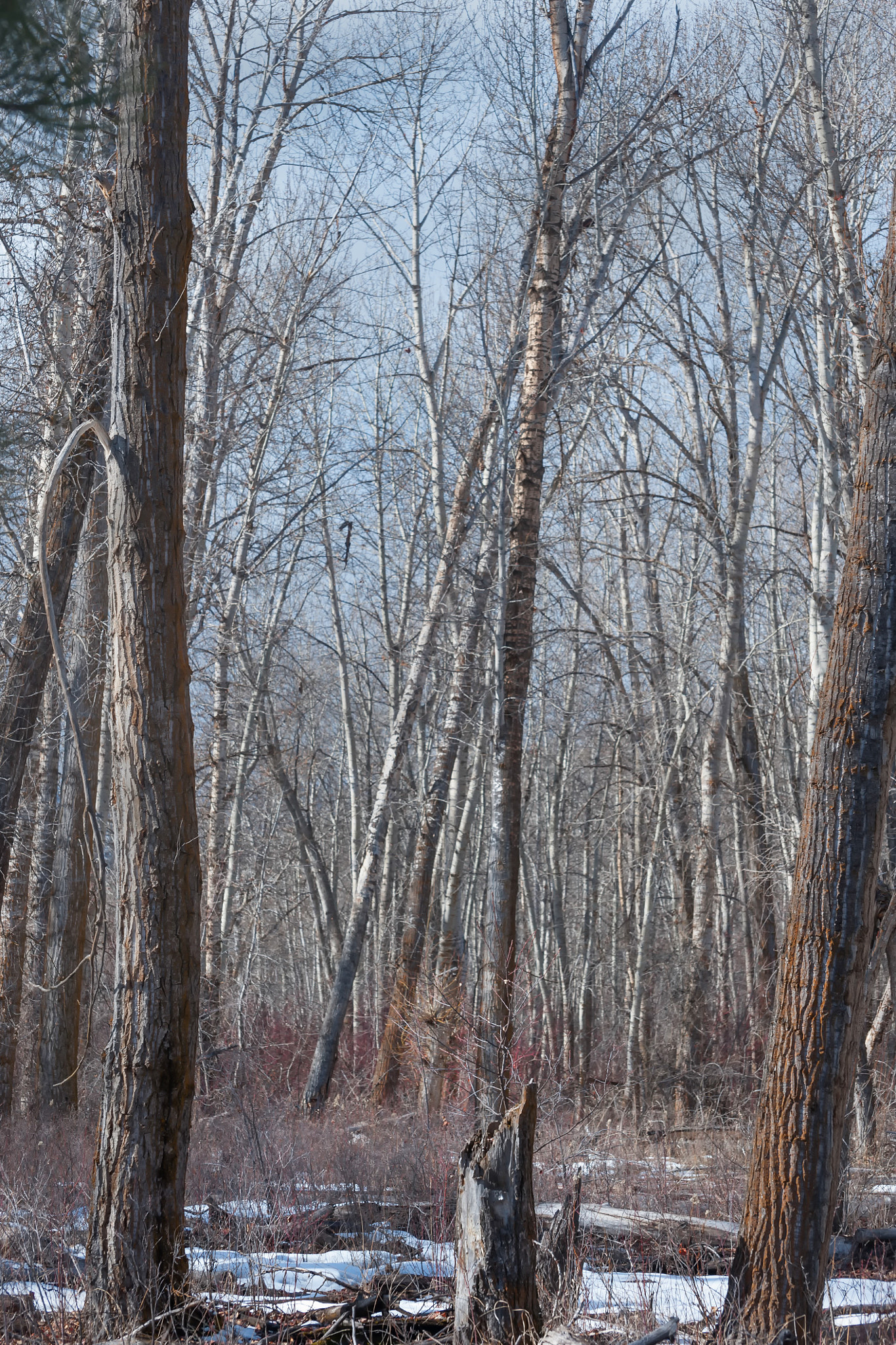 Nikon D3 sample photo. Travelers rest photography