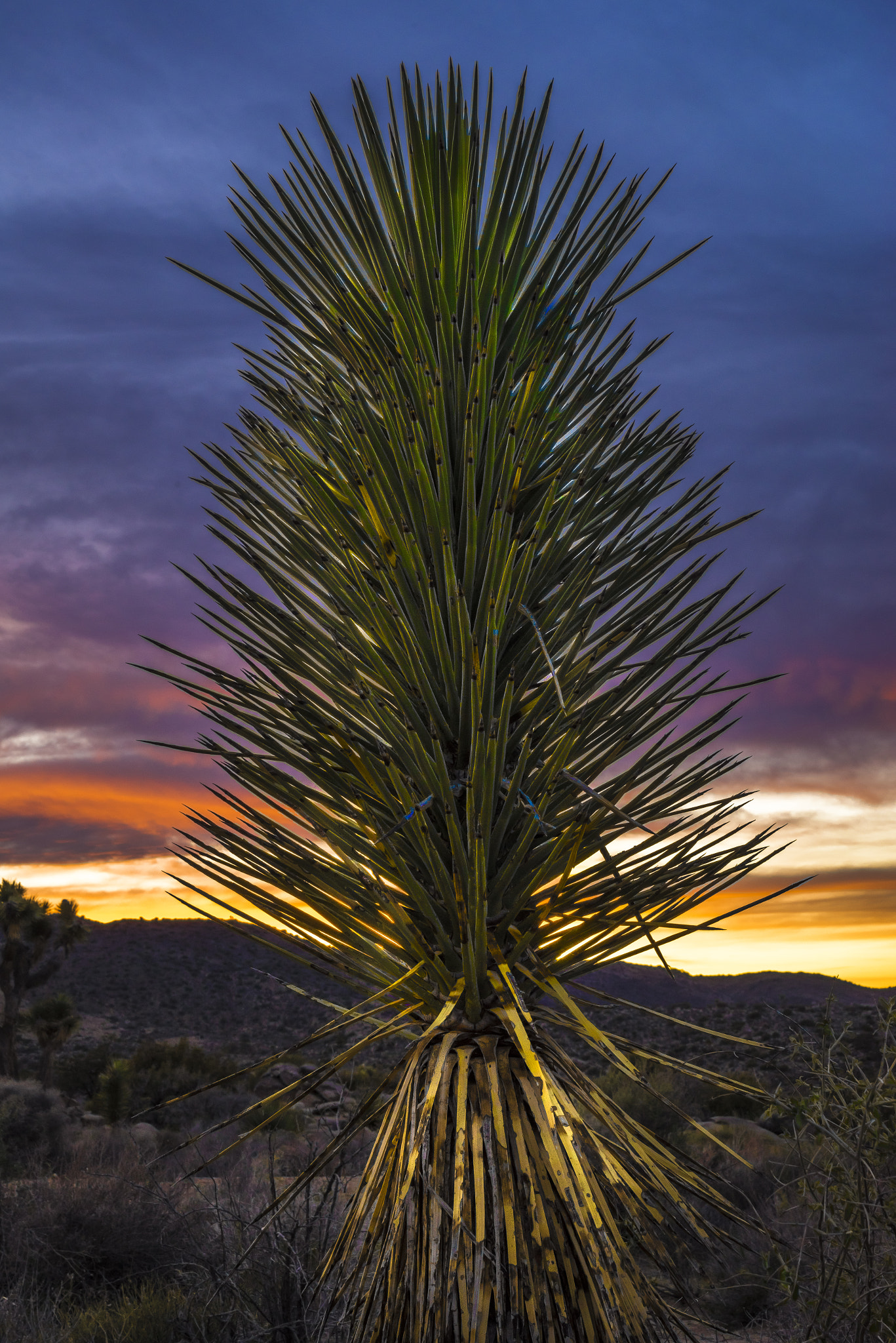 Sony a7R sample photo. "life at sunset" photography