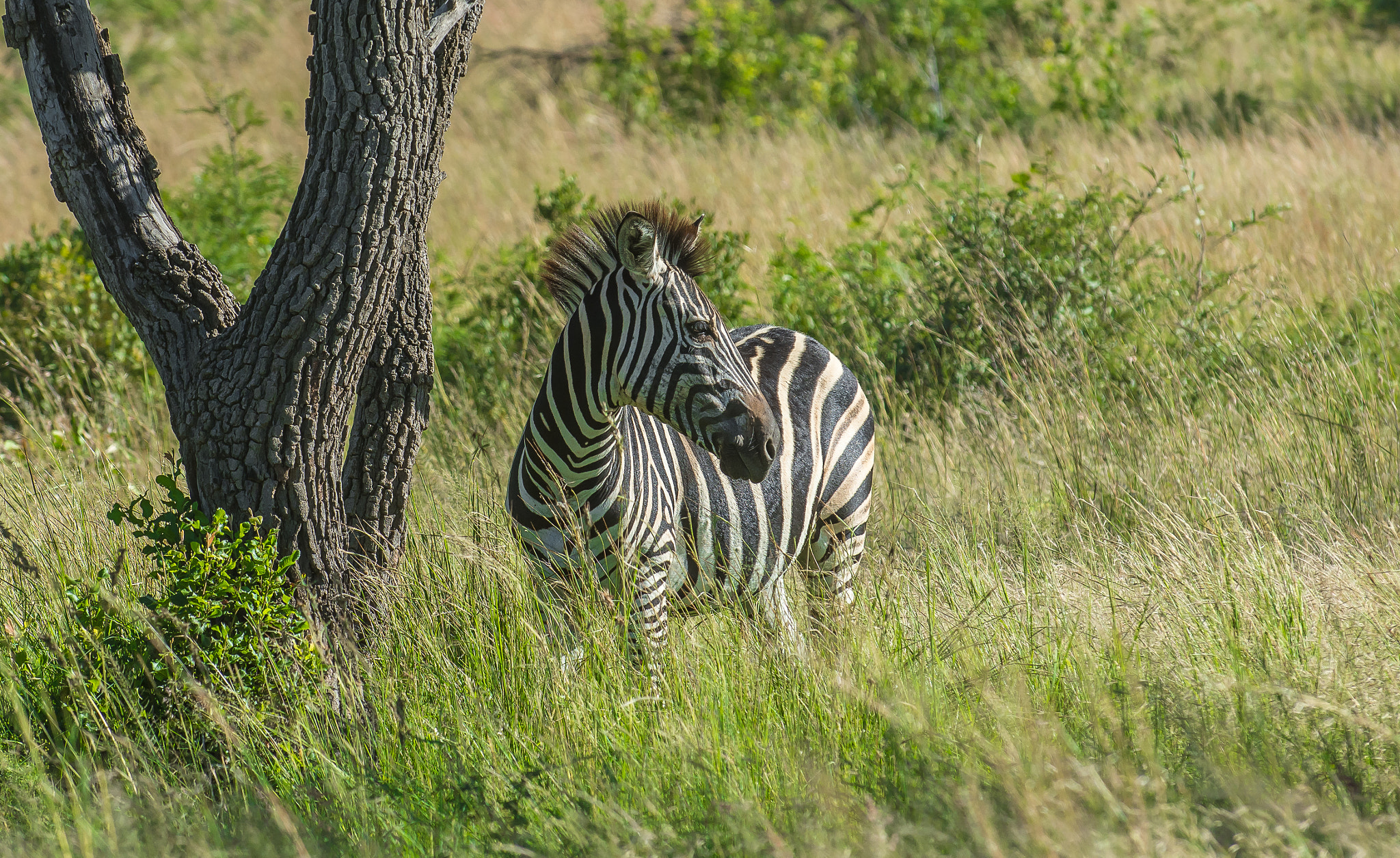 Nikon D7200 sample photo. Pilanesberg zebra photography