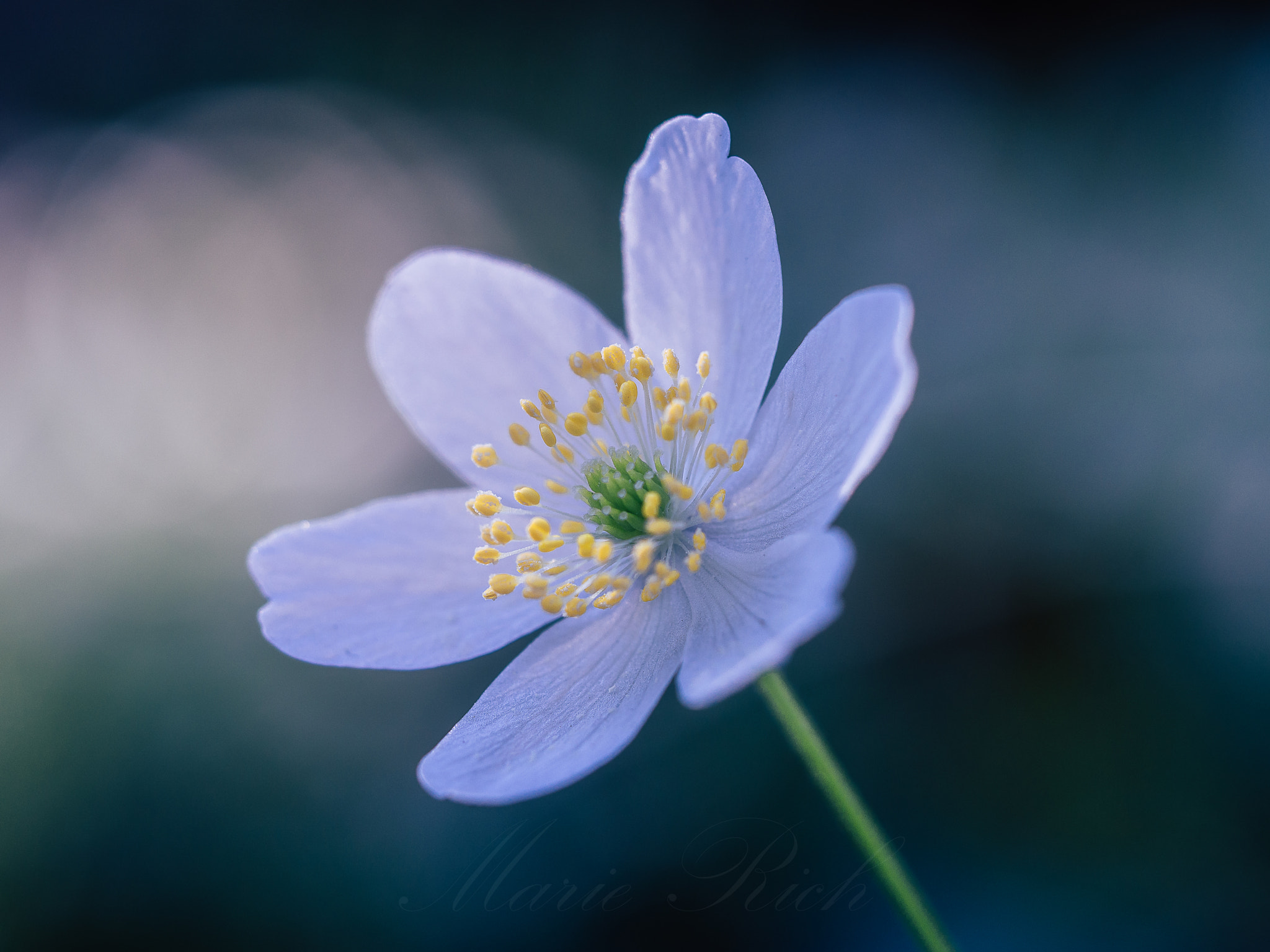 Olympus M.Zuiko Digital ED 60mm F2.8 Macro sample photo. ** windflower ** photography