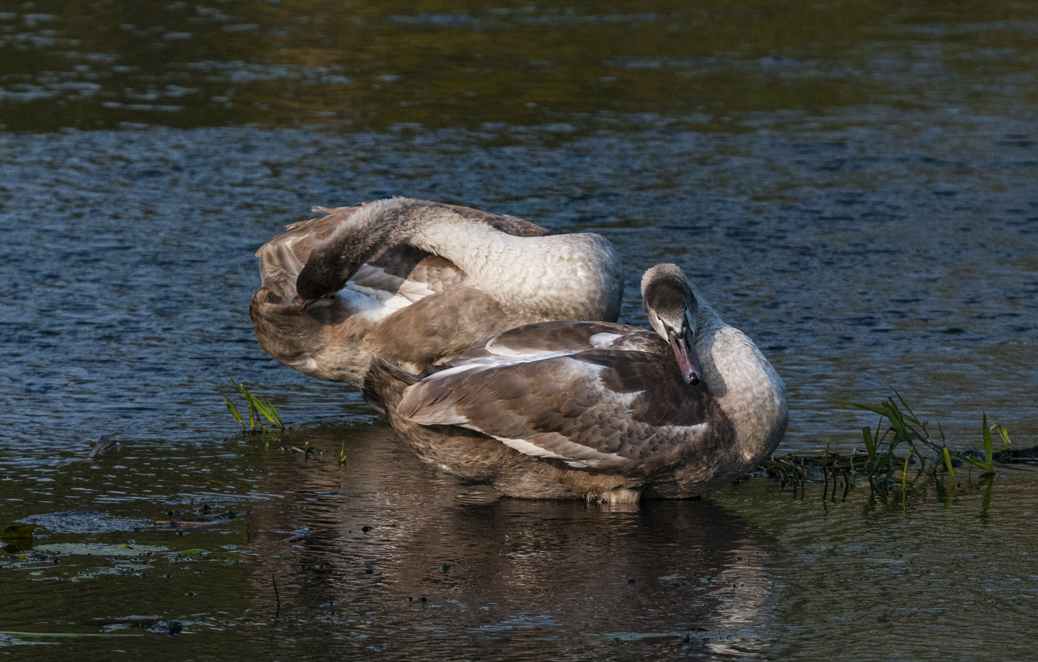 Nikon D300 sample photo. Swans photography