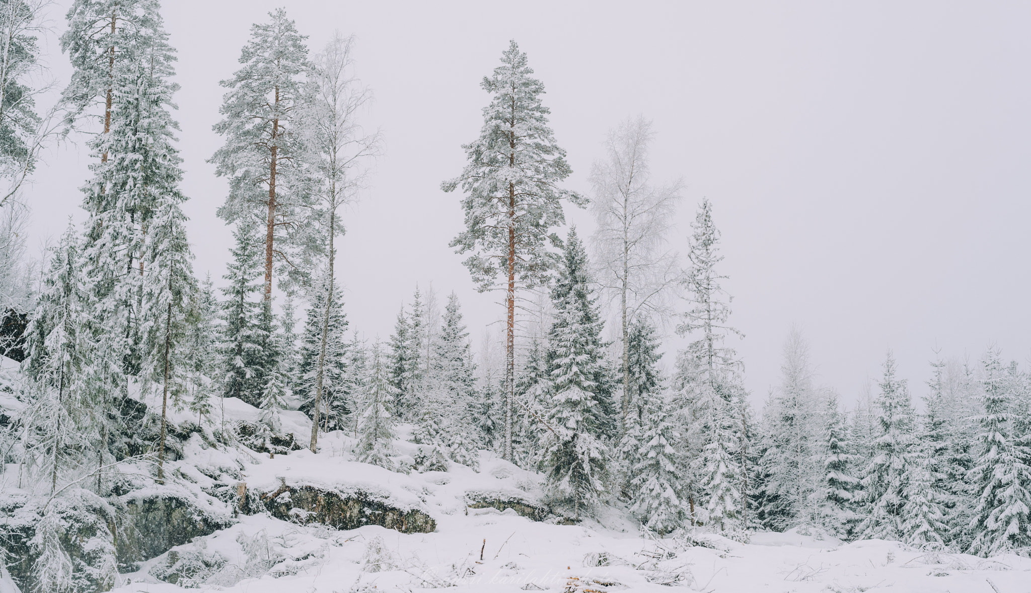Nikon D600 sample photo. Snow trees photography