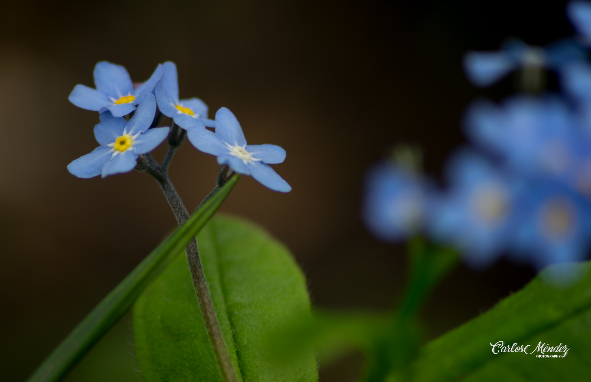 Sigma 70-300mm F4-5.6 APO DG Macro sample photo