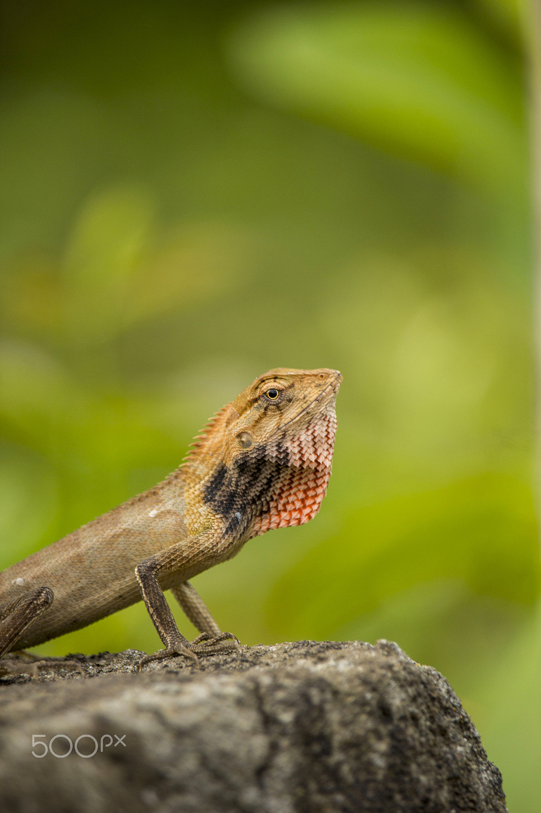 Canon EF-S 55-250mm F4-5.6 IS STM sample photo. Chameleon photography