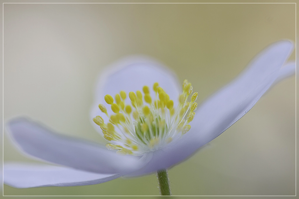 Canon EOS 7D sample photo. Wood anemone photography