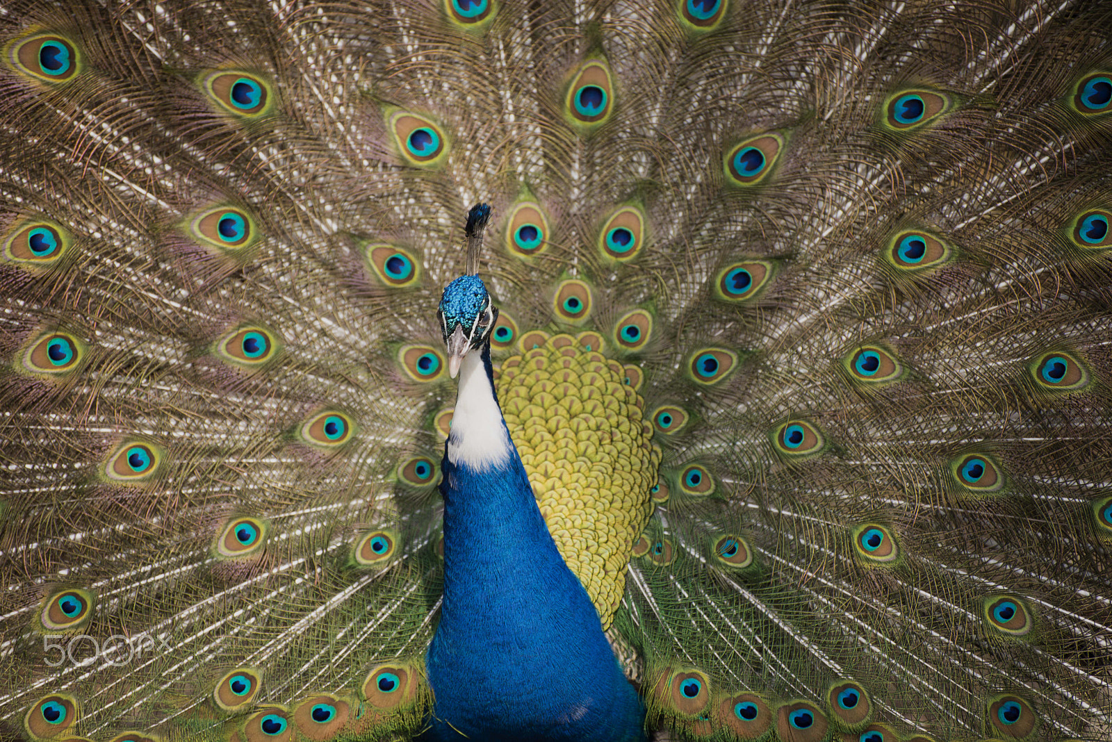 Nikon D600 sample photo. Peacock photography