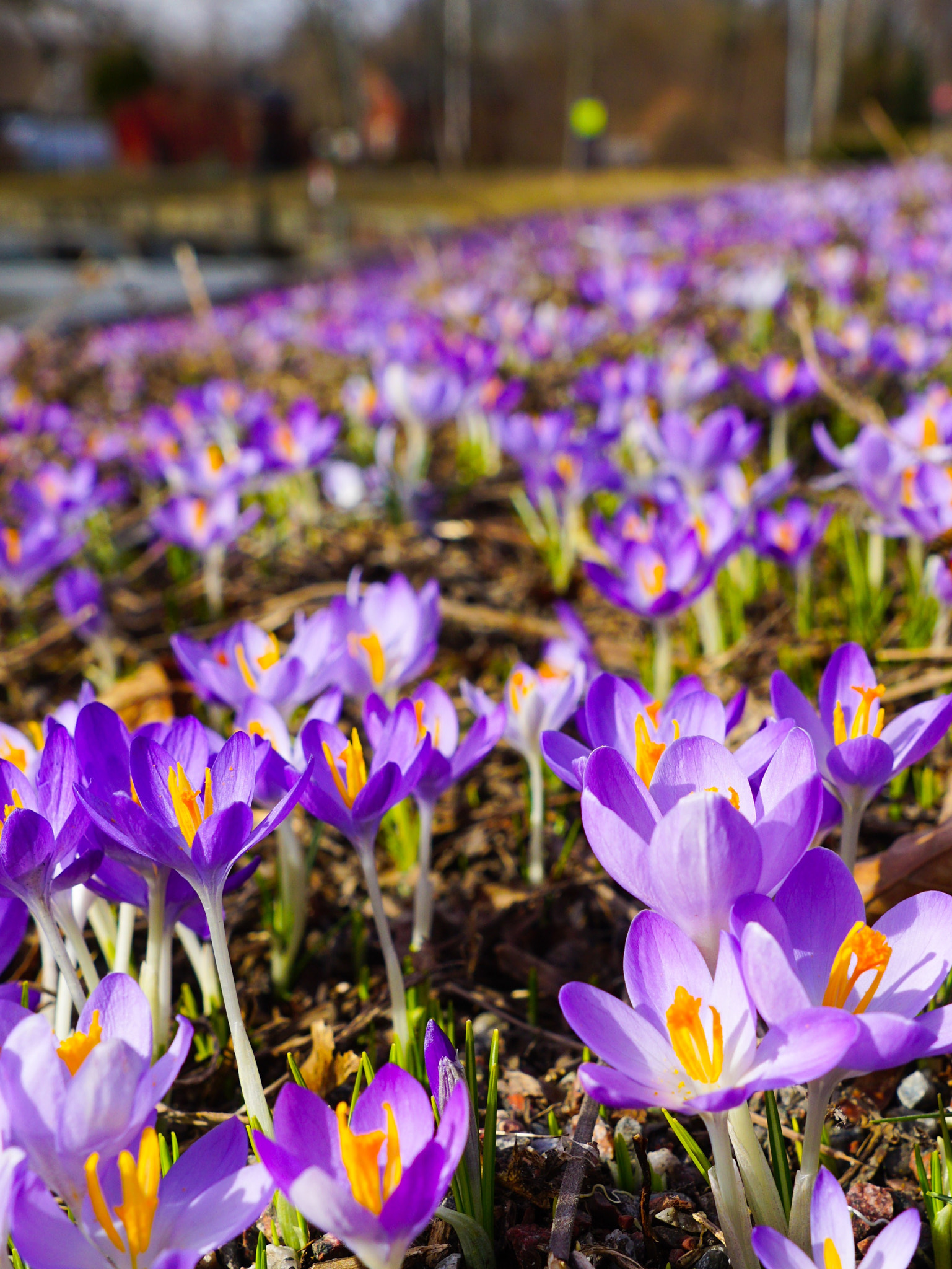 Sony ILCA-77M2 sample photo. Crocus field photography