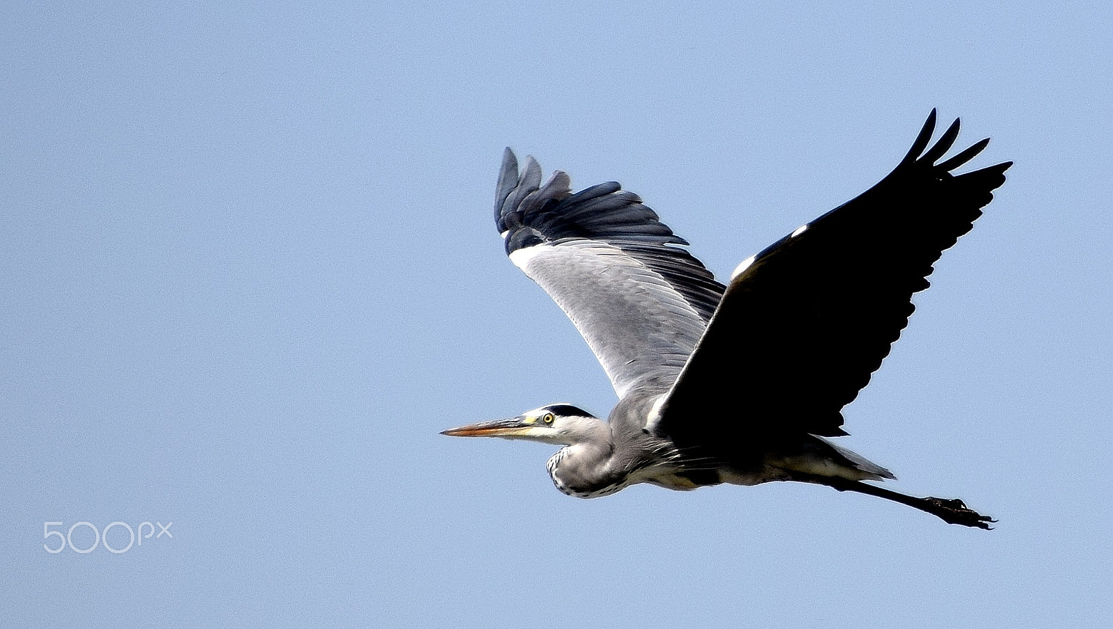 Nikon D3300 sample photo. Gray heron flying over the hula lake israel photography
