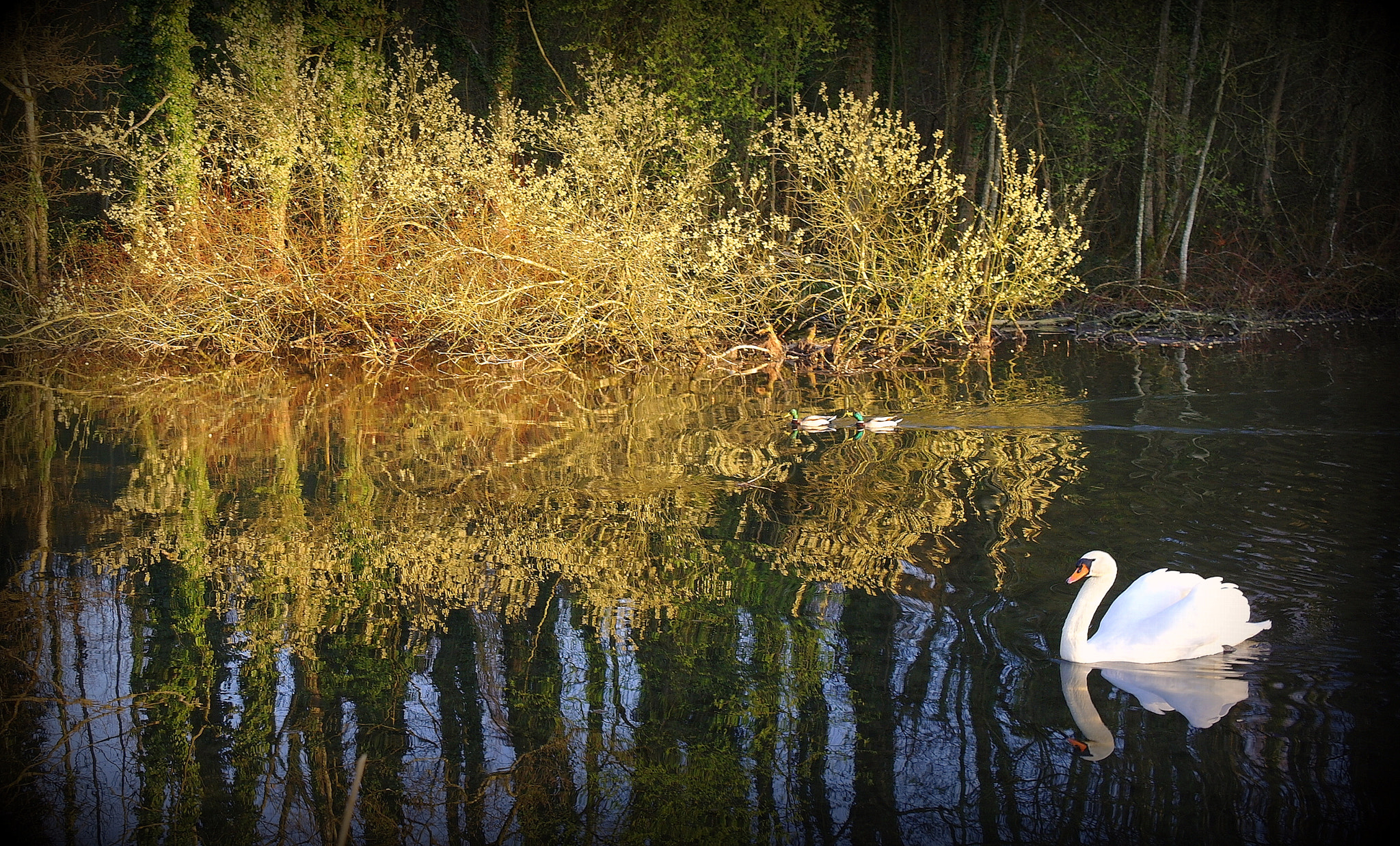 Samsung NX10 sample photo. "frÜhlingsschwan" photography