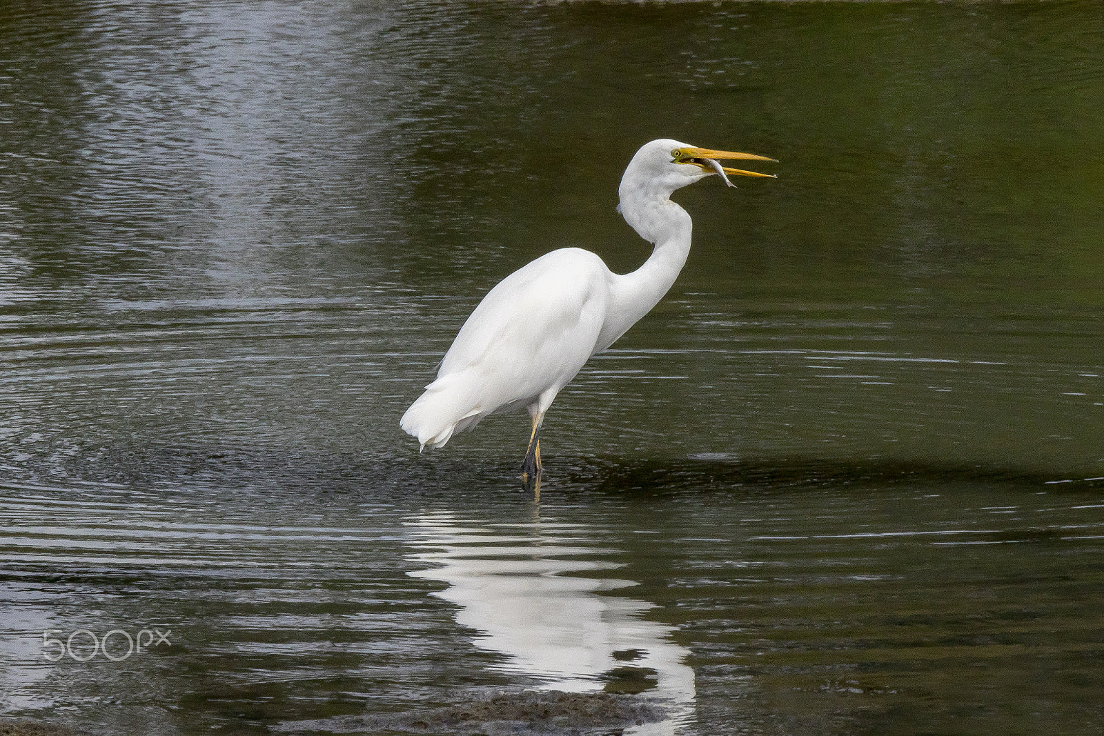 Tamron SP 150-600mm F5-6.3 Di VC USD sample photo. White heron photography