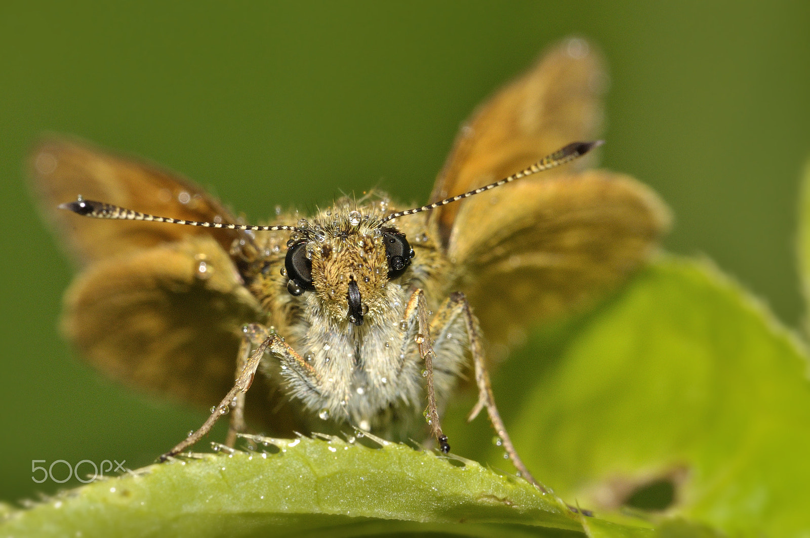 Nikon AF-S Micro-Nikkor 105mm F2.8G IF-ED VR sample photo. Thymelicus photography