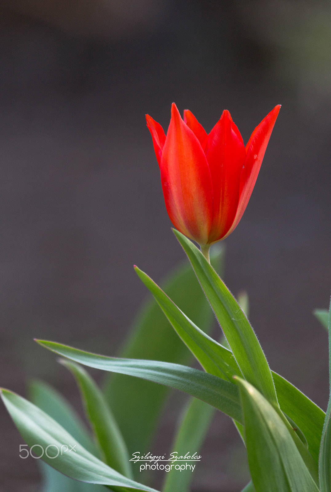 Canon EOS M + Canon EF-S 55-250mm F4-5.6 IS II sample photo. First tulip photography