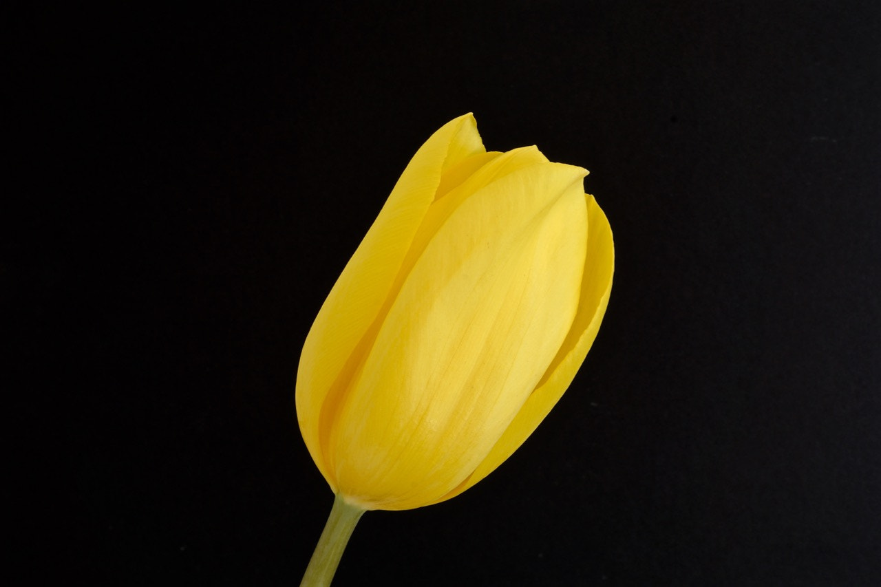 Sony E 30mm F3.5 sample photo. Tulip closeup 1 photography