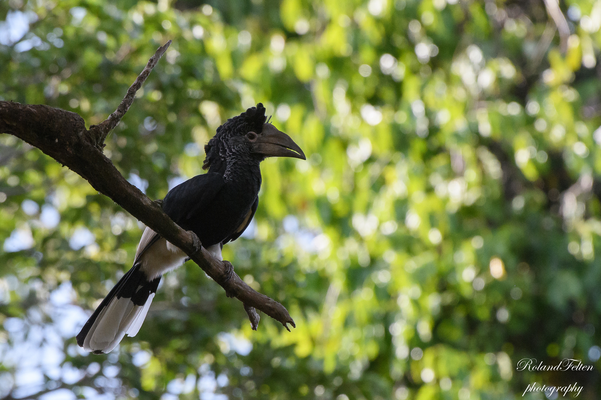 Nikon D500 sample photo. Large forest hornbill photography