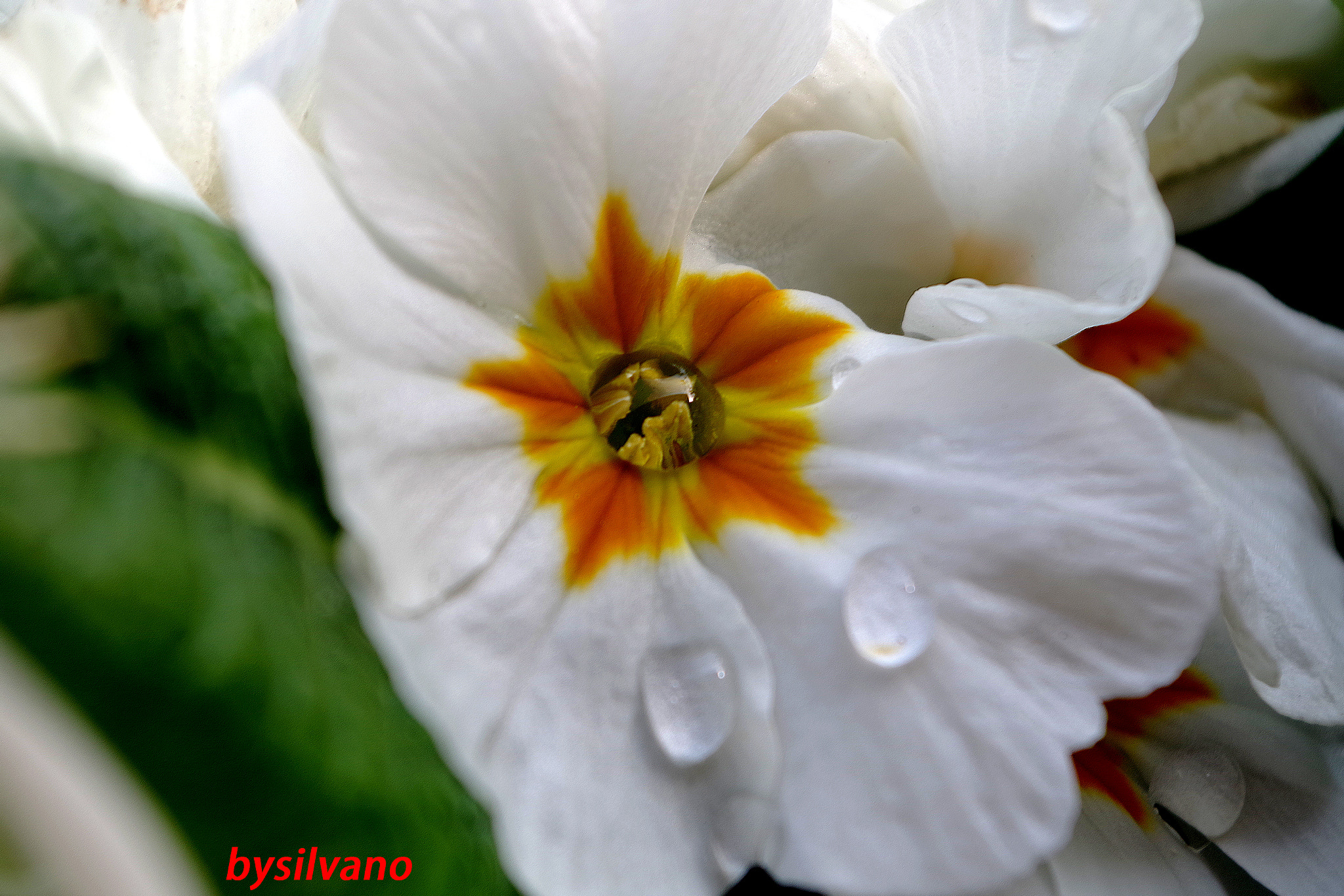 Pentax K-S1 sample photo. Due lacrime di primula photography
