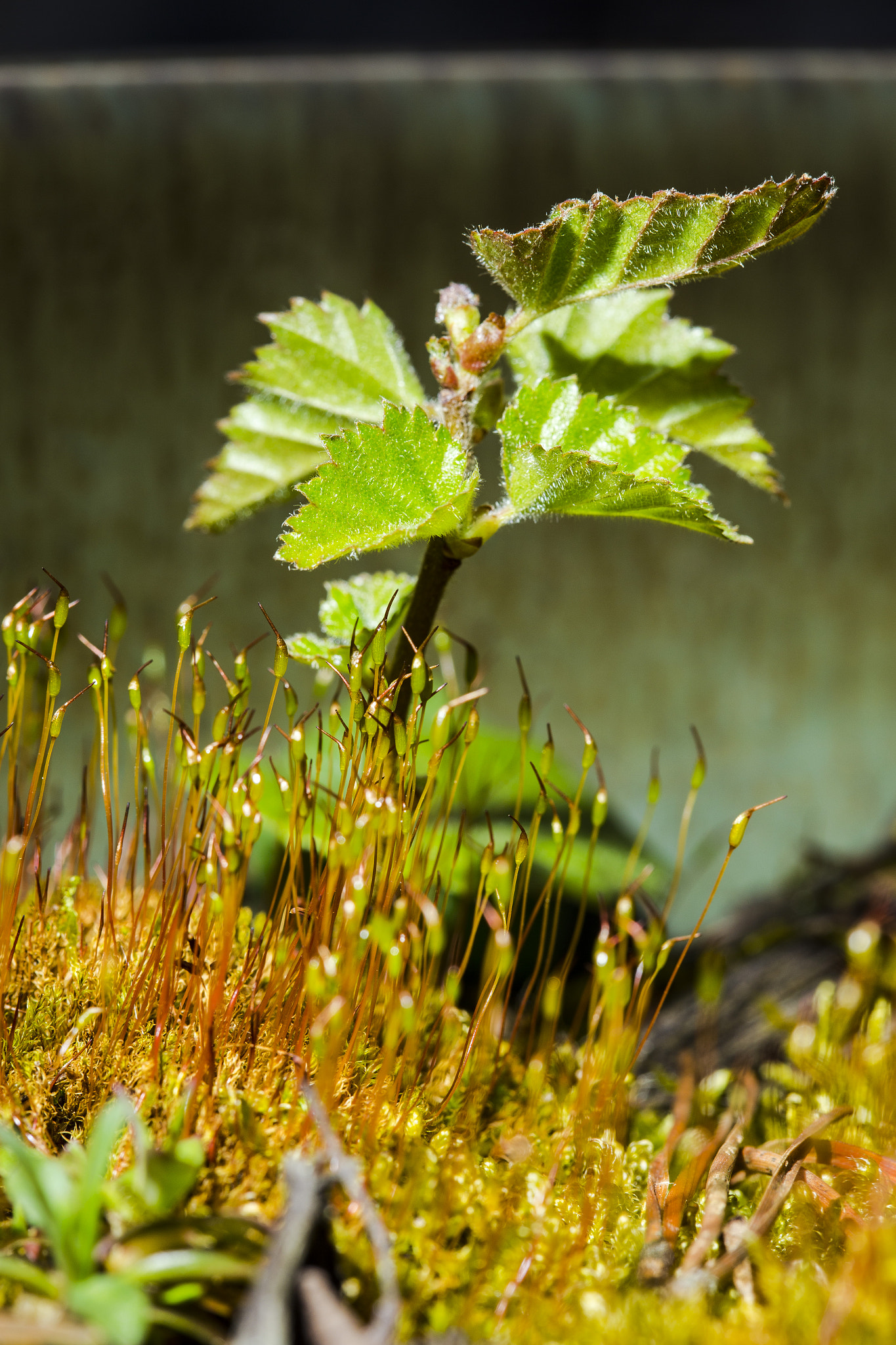 Canon EF 100mm F2.8 Macro USM sample photo. Kleiner hasel photography