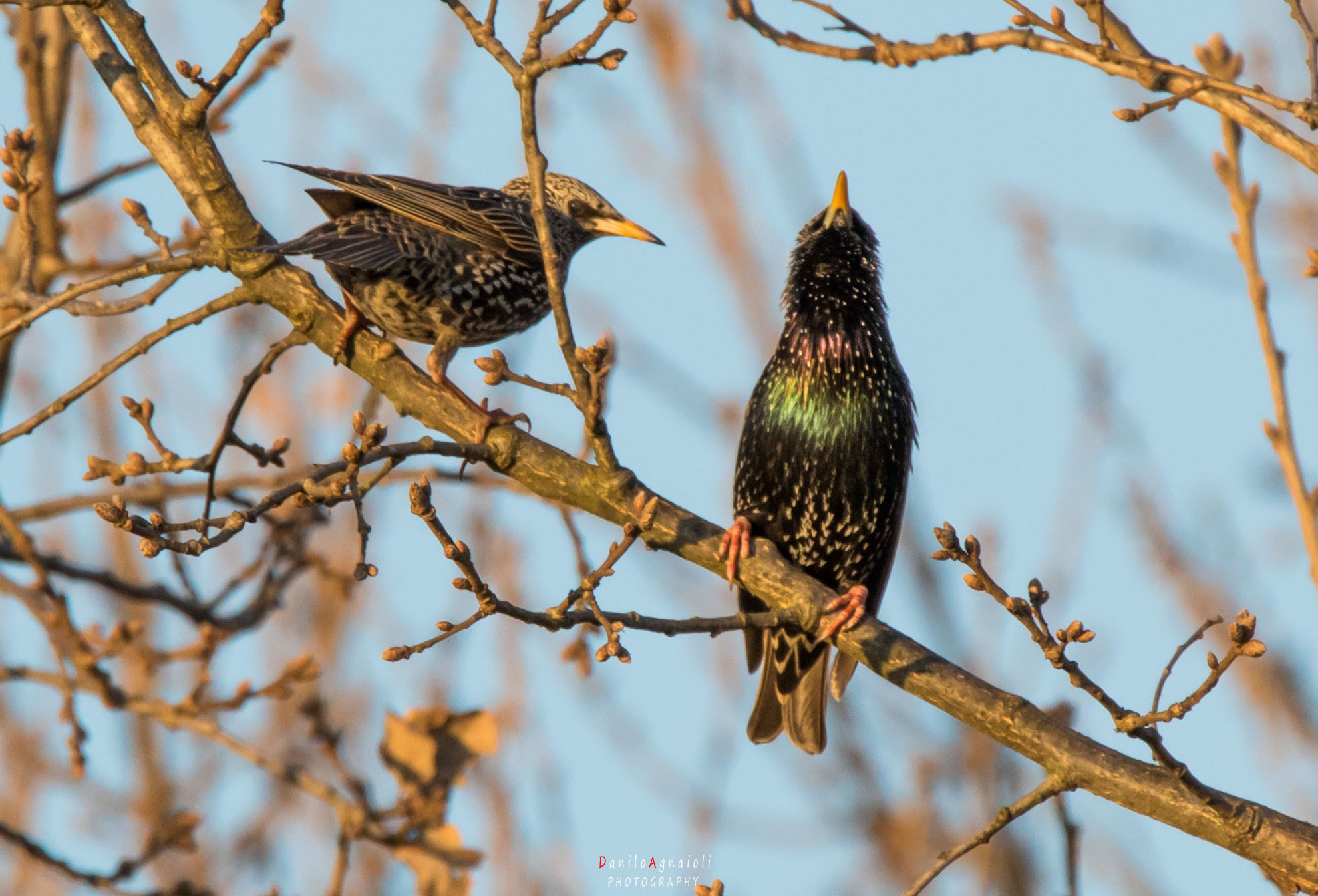 Tamron SP 150-600mm F5-6.3 Di VC USD sample photo. Insieme photography