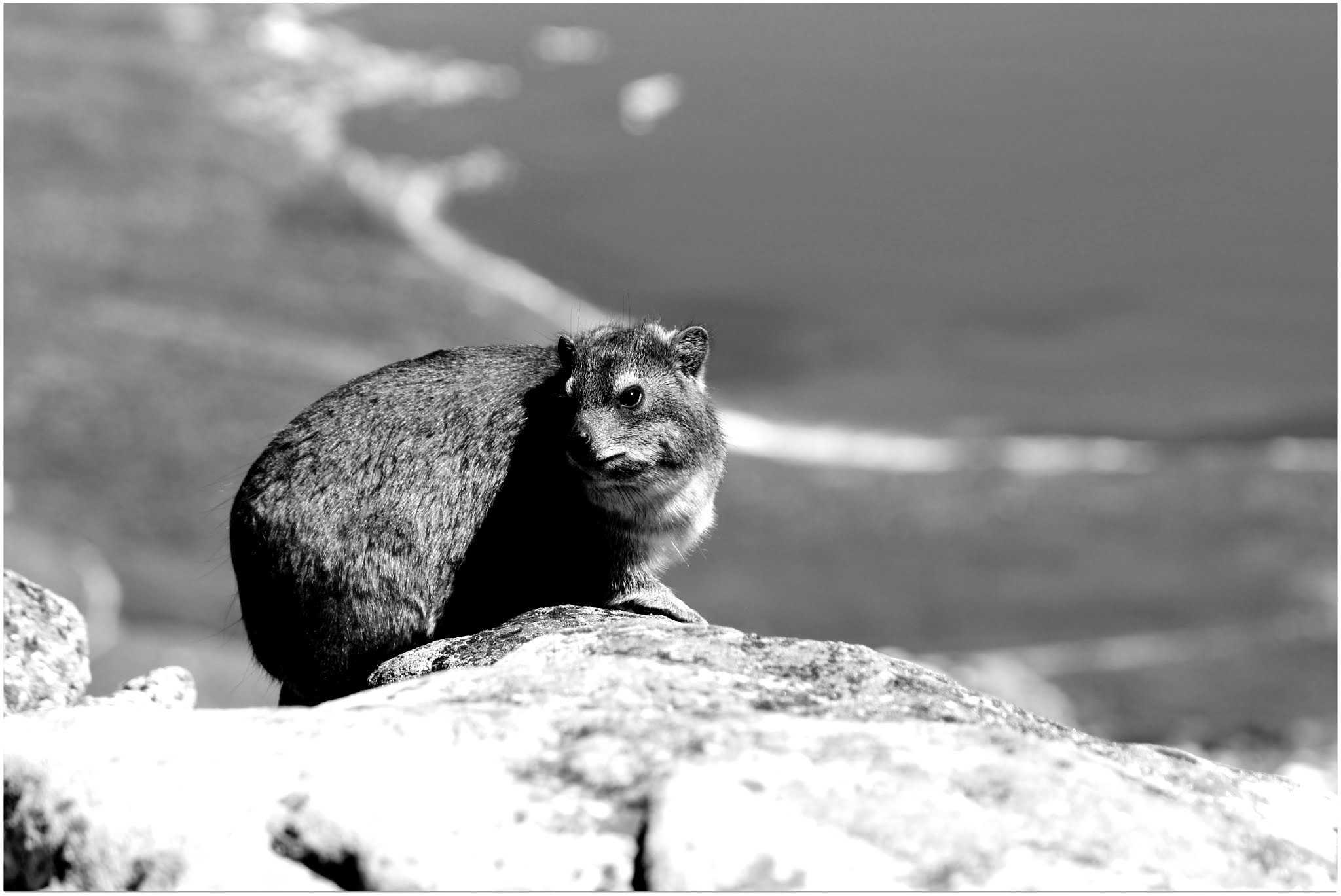 Canon EF 70-300mm F4-5.6 IS USM sample photo. Rock hyrax -table mountain-cape town photography