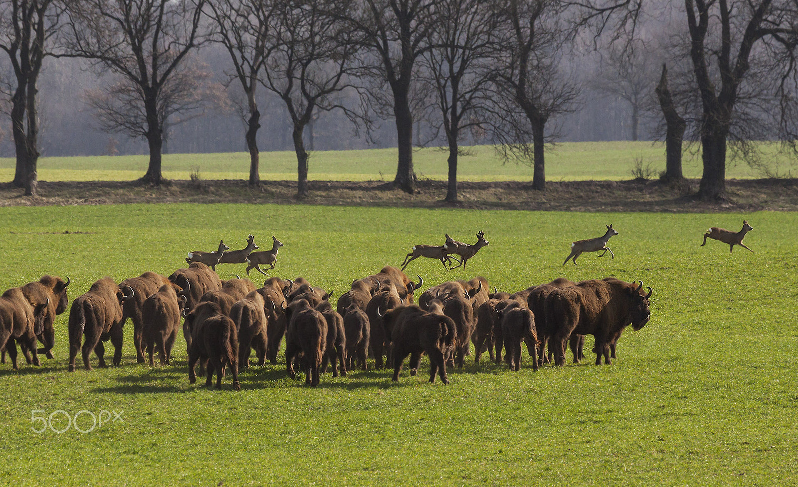 Canon EOS 50D + Canon EF 100-400mm F4.5-5.6L IS USM sample photo. Bison and deer photography